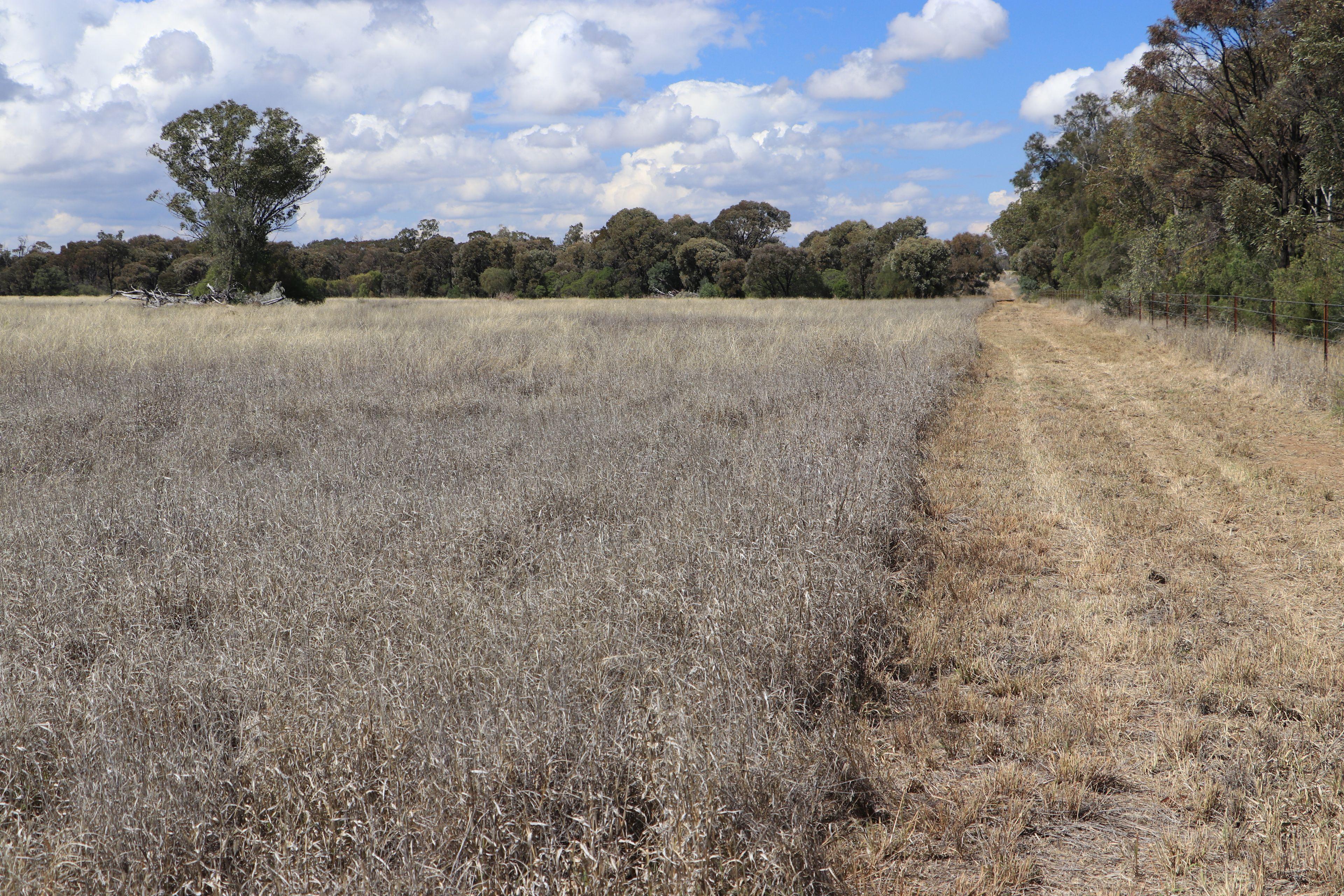 Livestock for Sale: Wallumbilla, QLD 4428, QLD, 4428