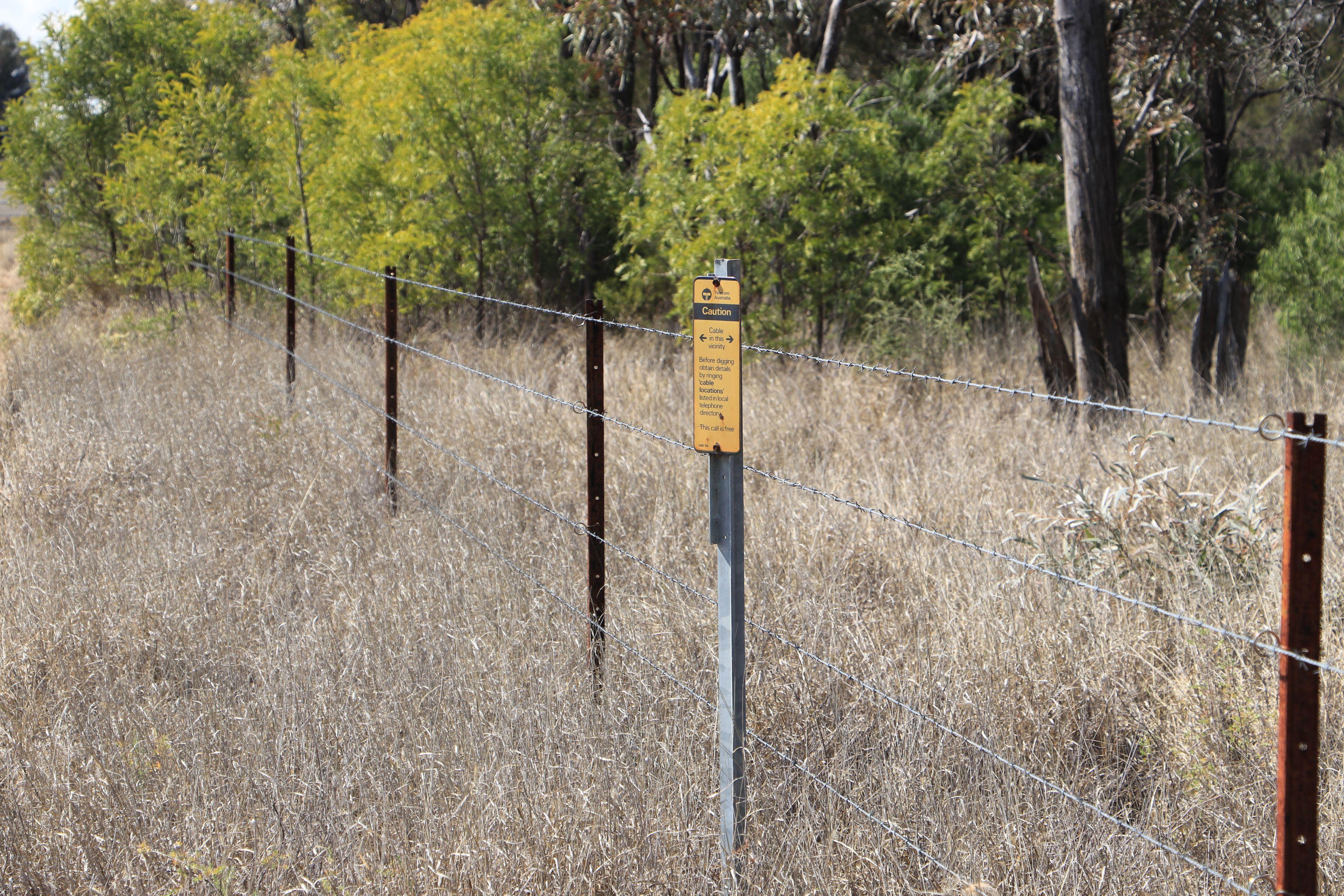 Livestock for Sale: Wallumbilla, QLD 4428, QLD, 4428