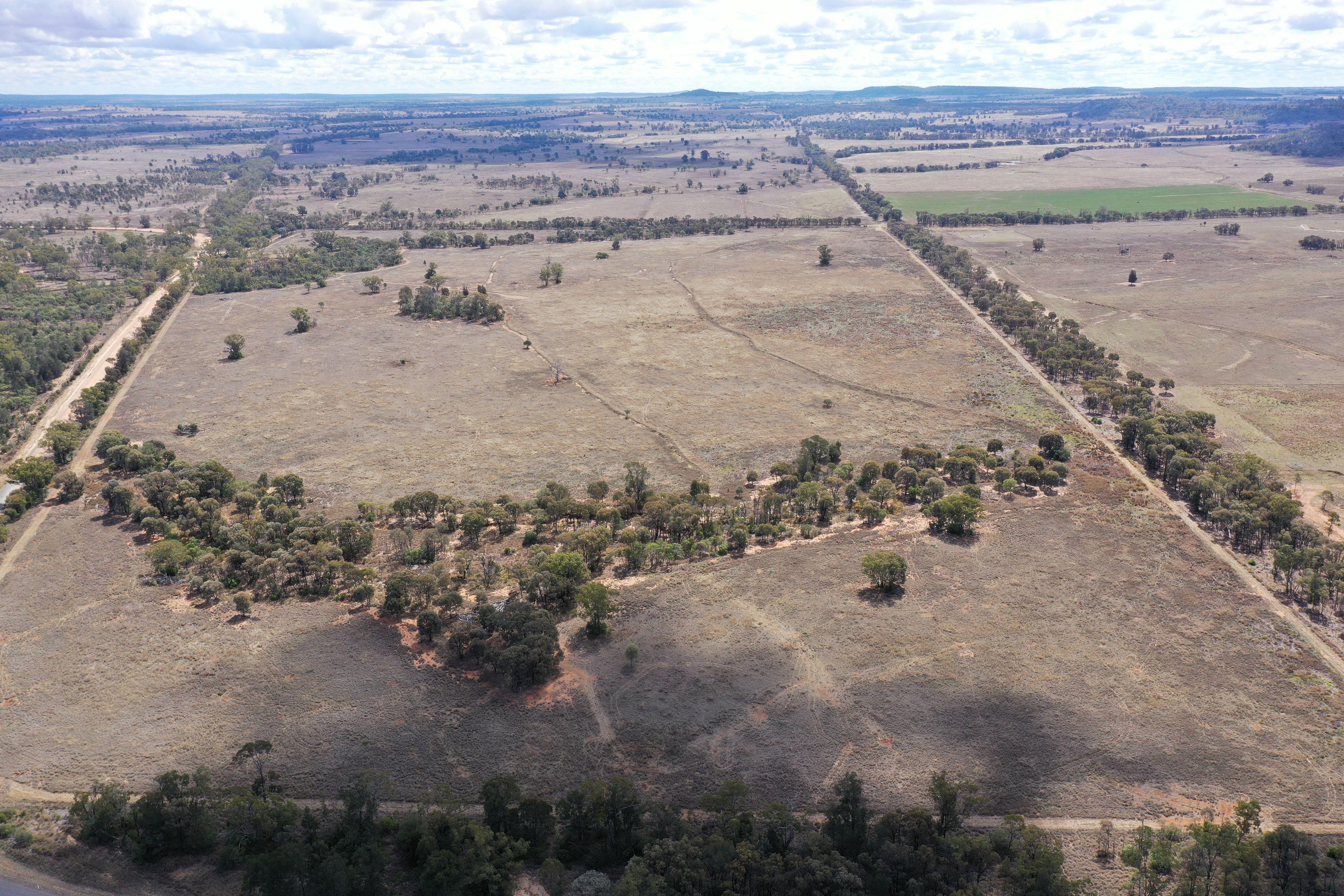 Livestock for Sale: Wallumbilla, QLD 4428, QLD, 4428