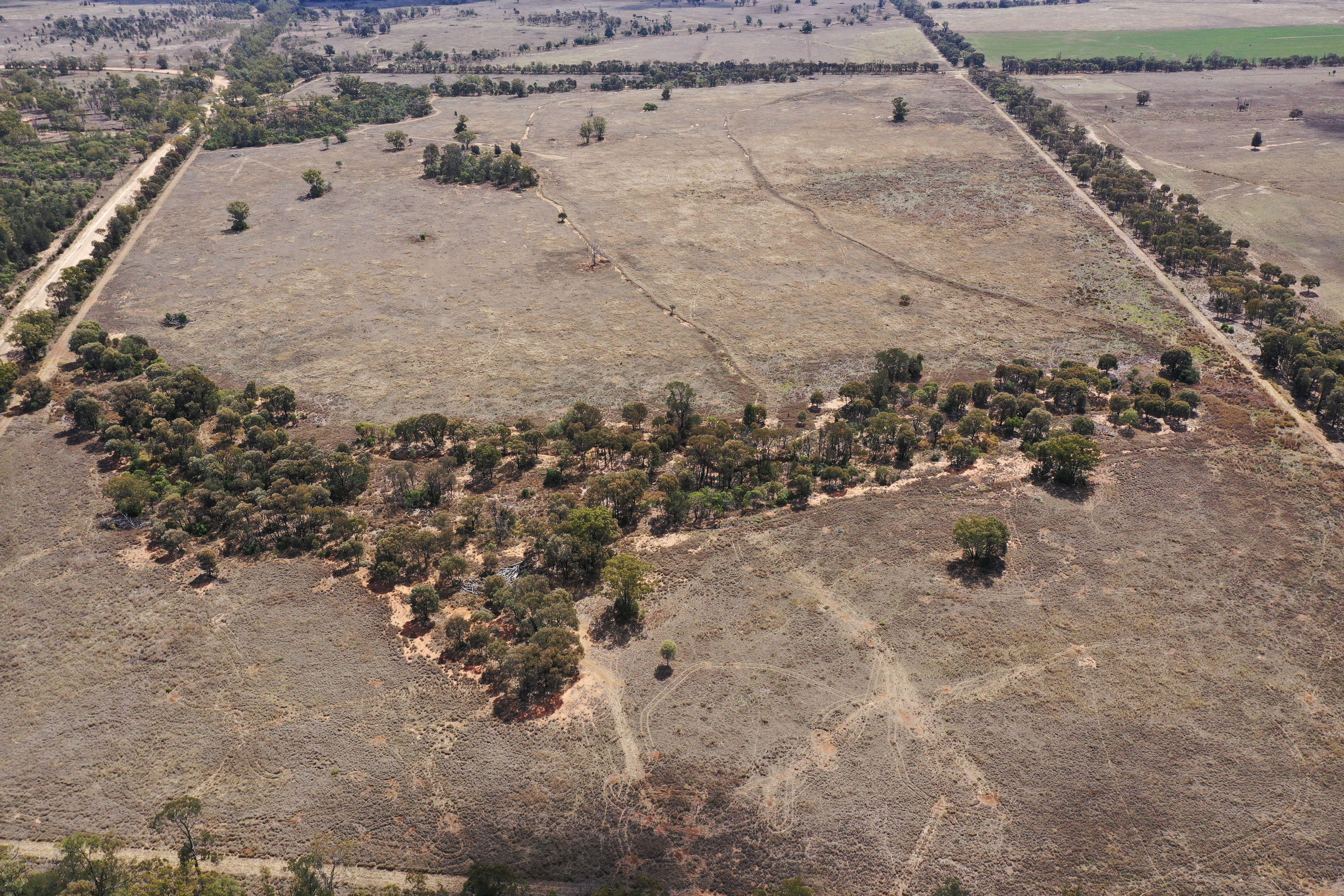 Livestock for Sale: Wallumbilla, QLD 4428, QLD, 4428