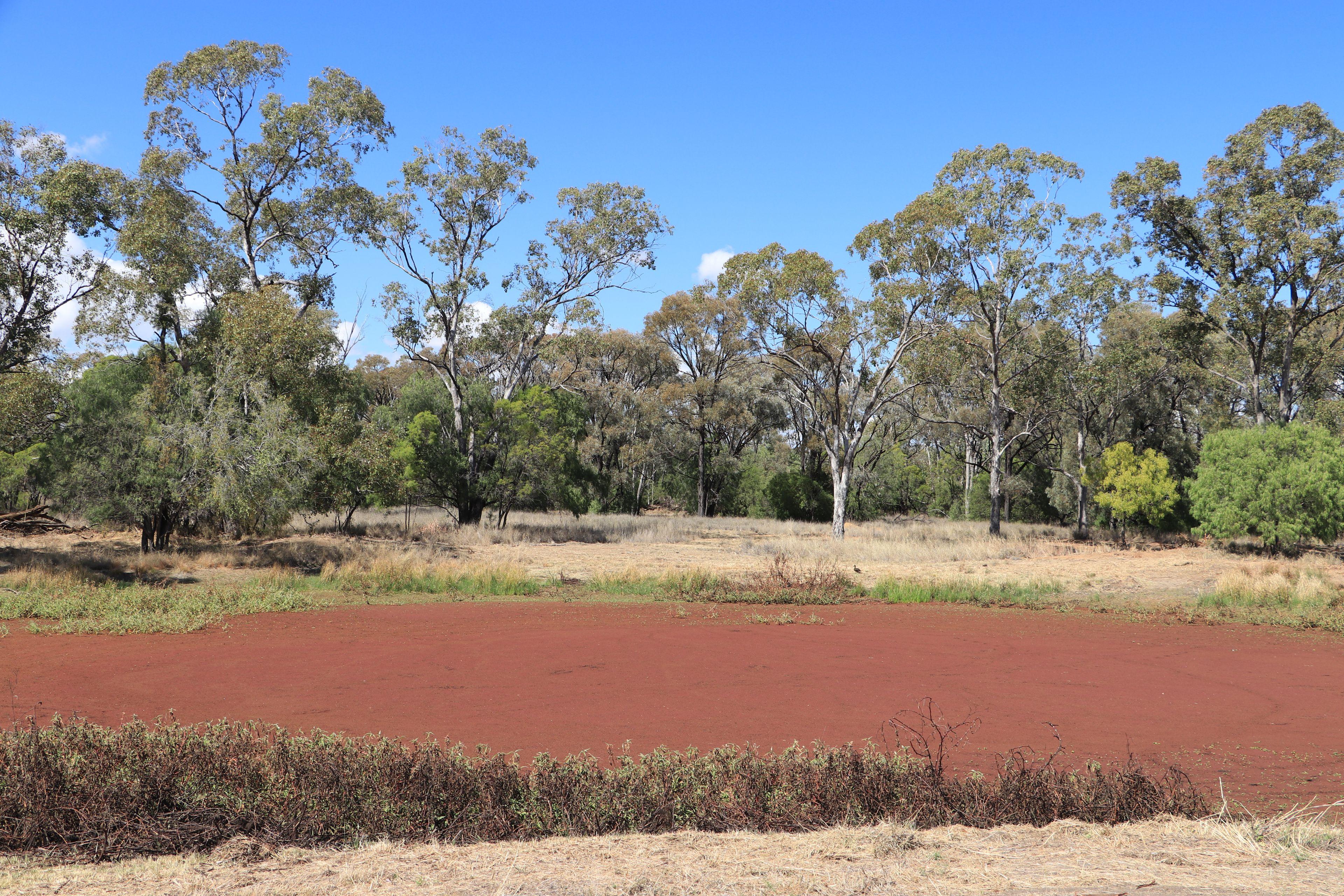 Livestock for Sale: Wallumbilla, QLD 4428, QLD, 4428
