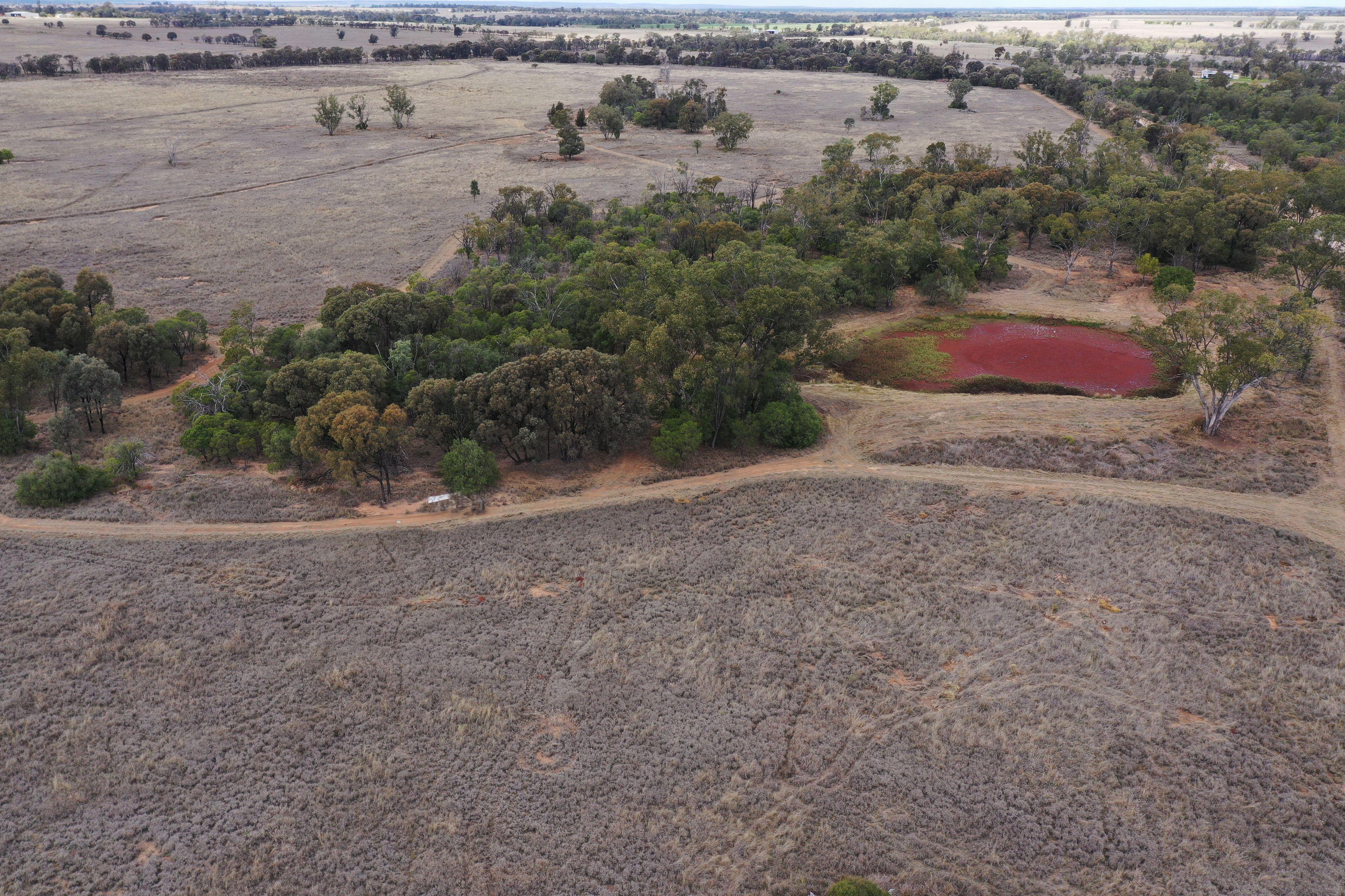 Livestock for Sale: Wallumbilla, QLD 4428, QLD, 4428
