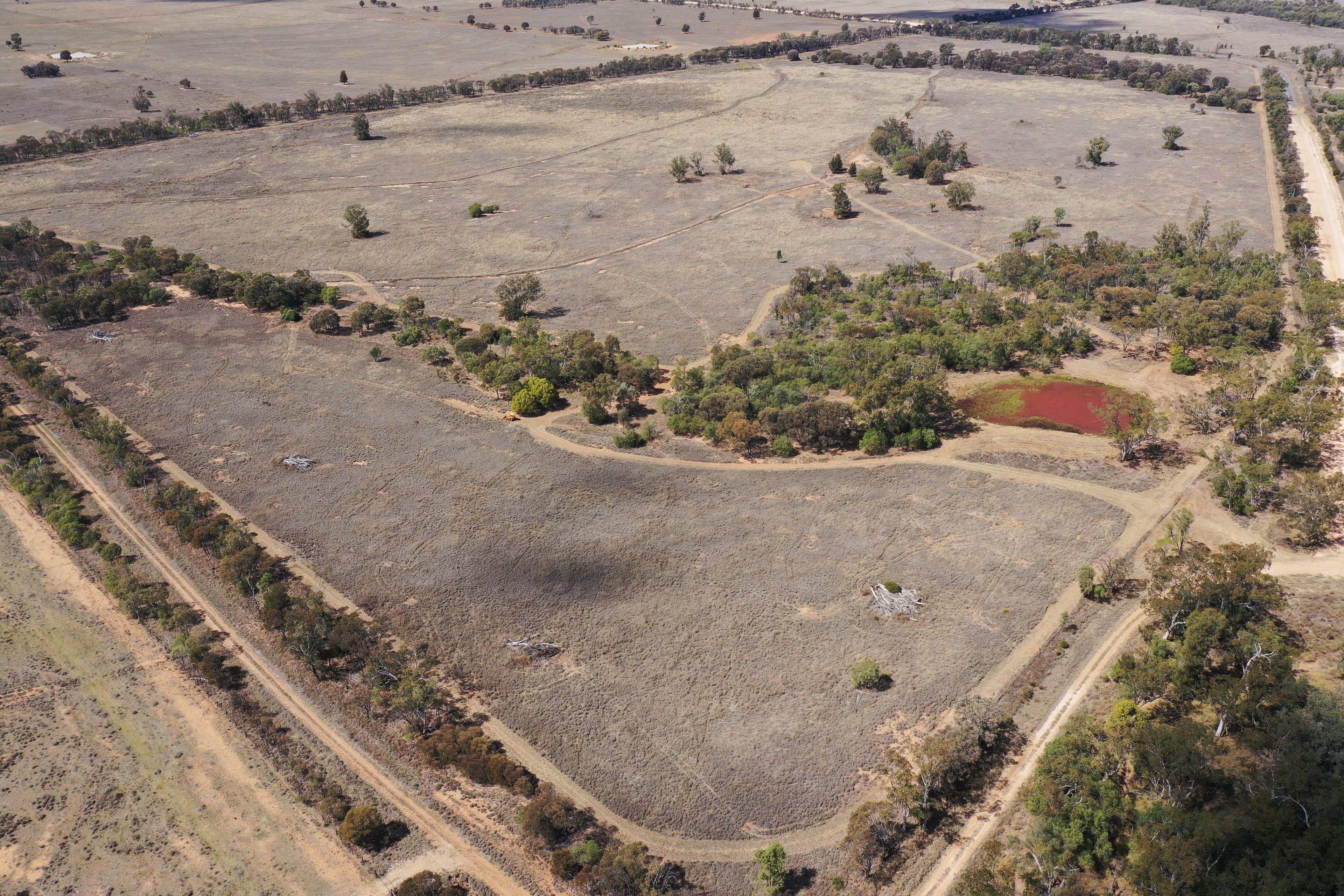 Livestock for Sale: Wallumbilla, QLD 4428, QLD, 4428