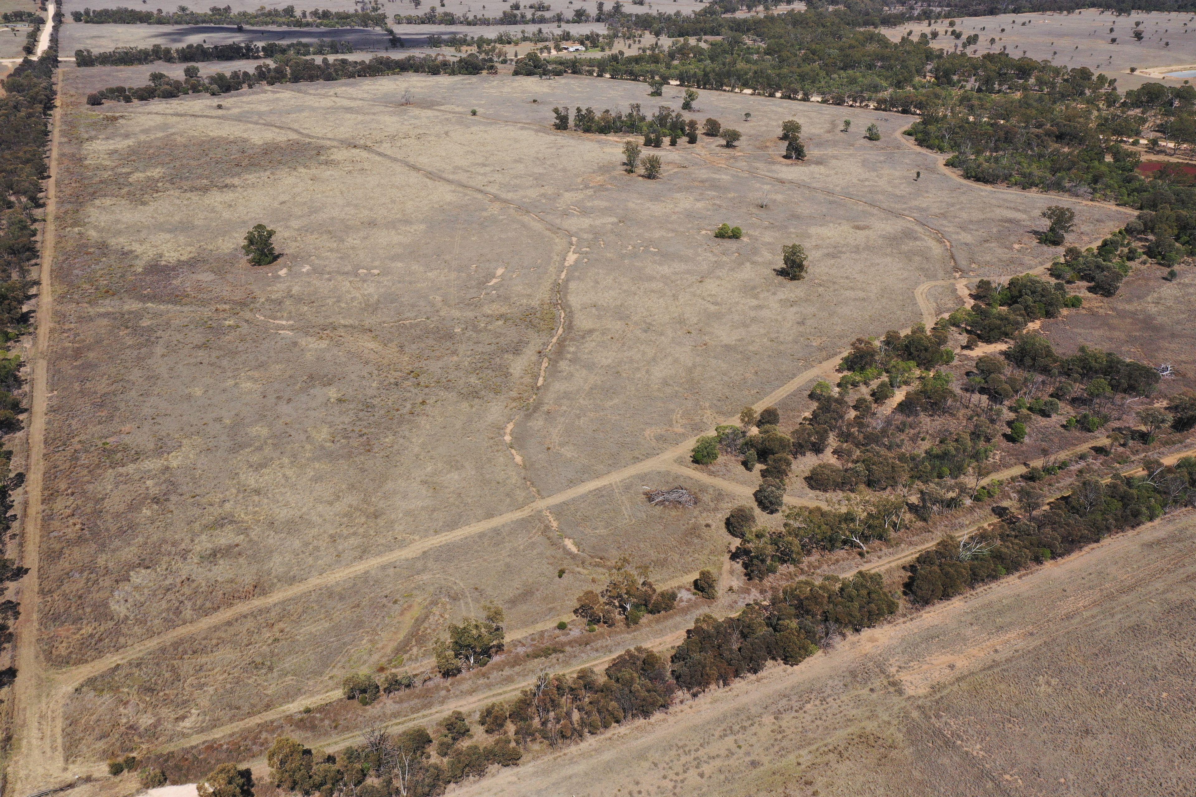 Livestock for Sale: Wallumbilla, QLD 4428, QLD, 4428