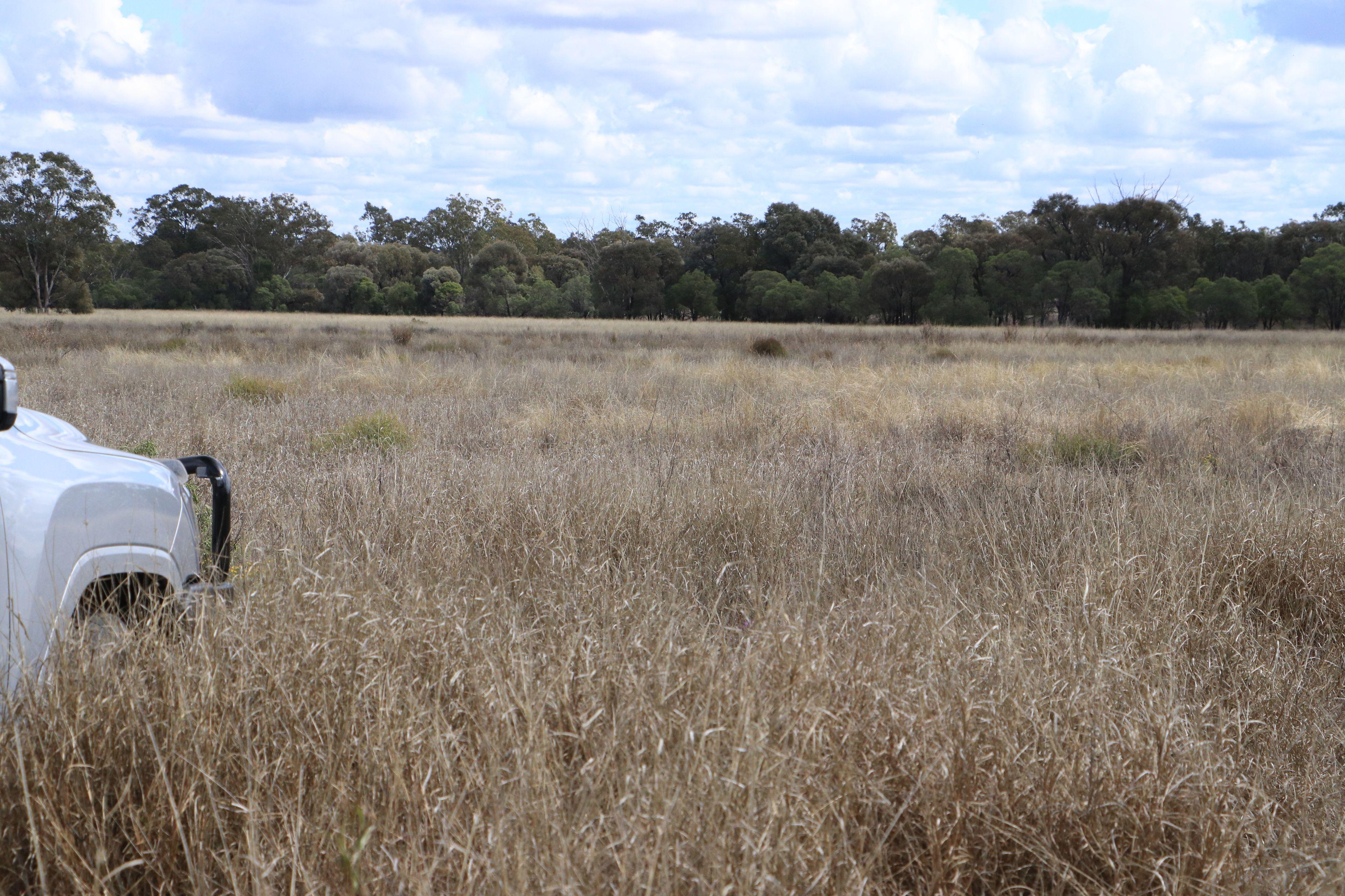 Livestock for Sale: Wallumbilla, QLD 4428, QLD, 4428