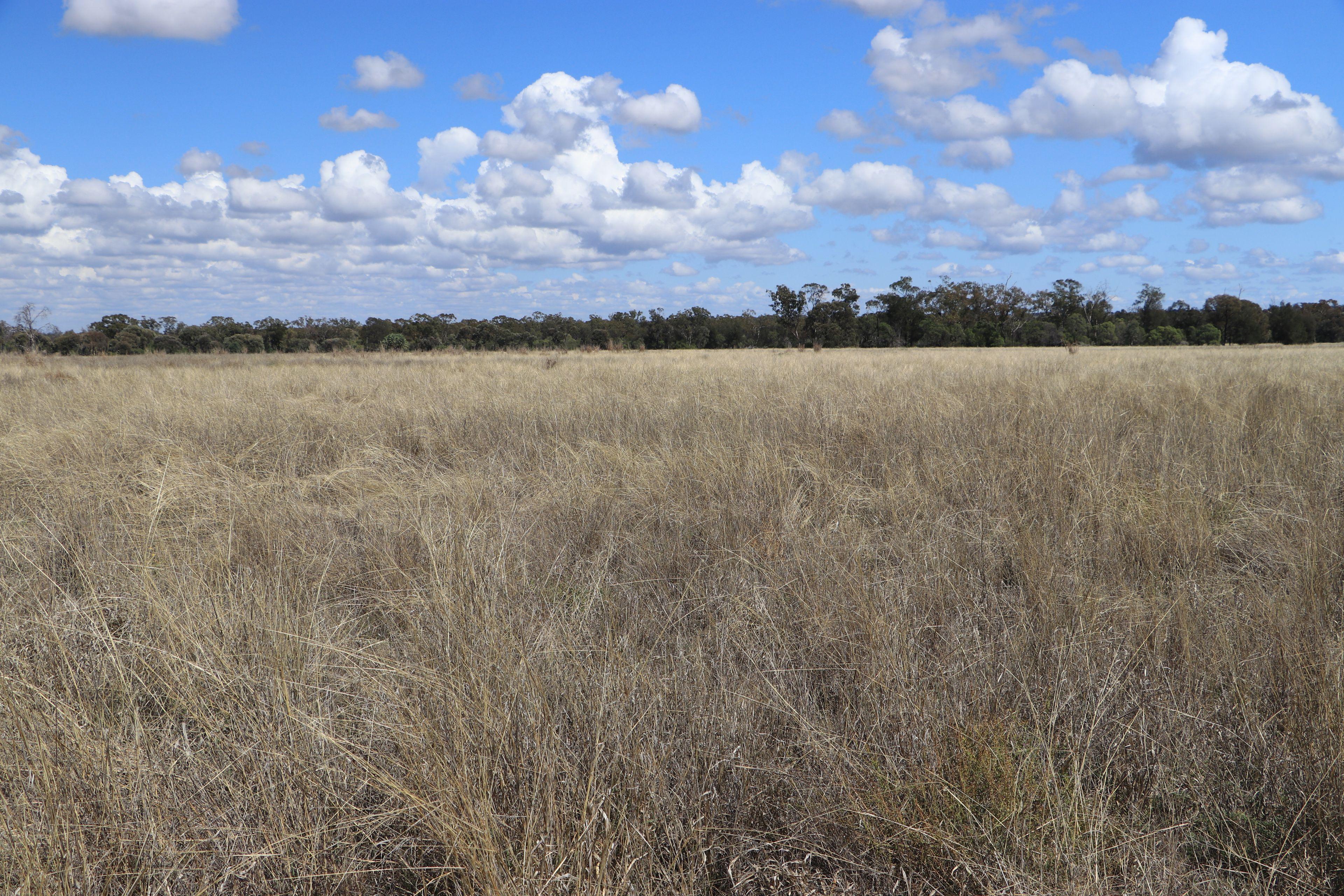 Livestock for Sale: Wallumbilla, QLD 4428, QLD, 4428