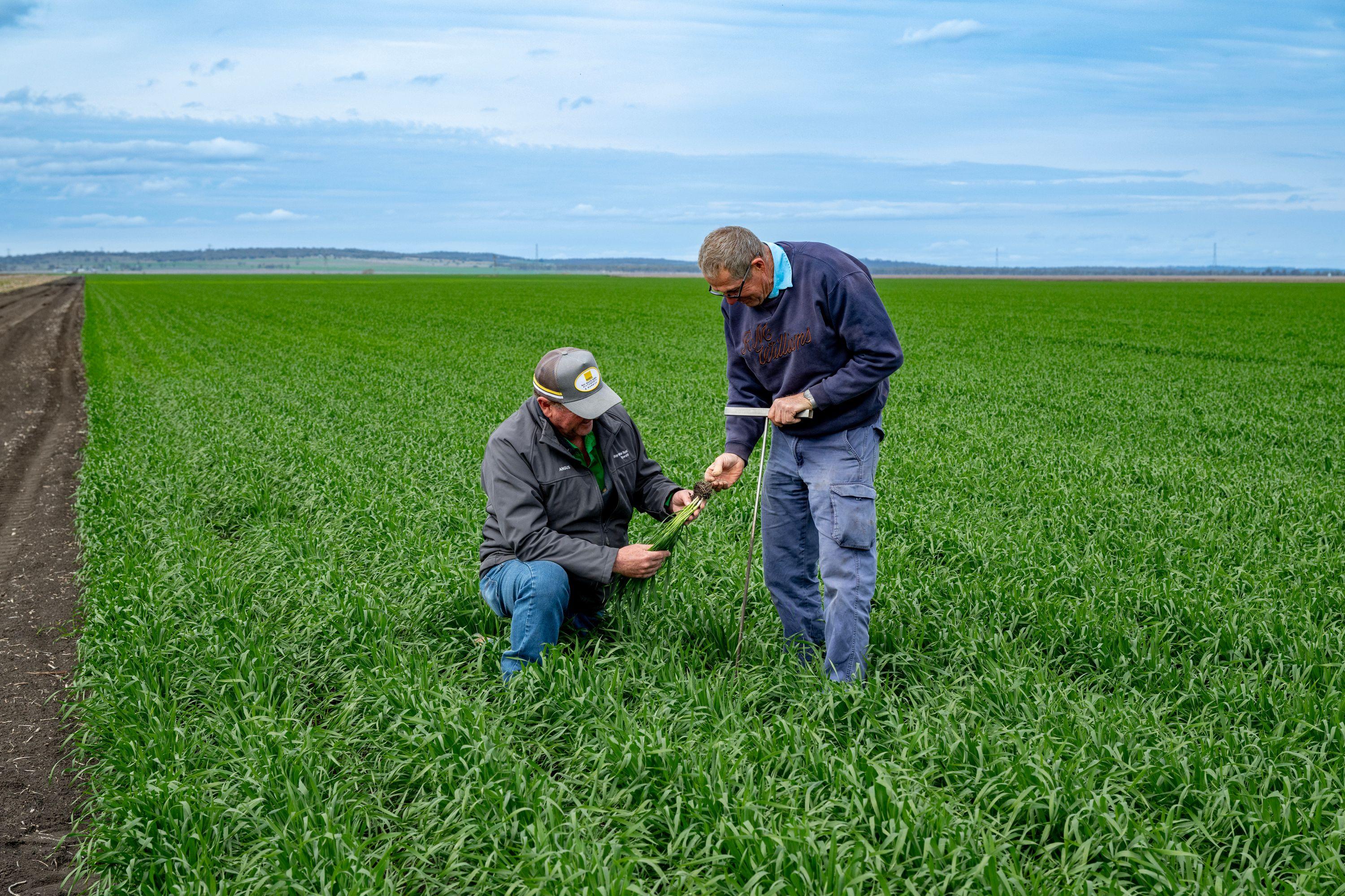 Cropping for Sale: Pittsworth, QLD 4356, QLD, 4356