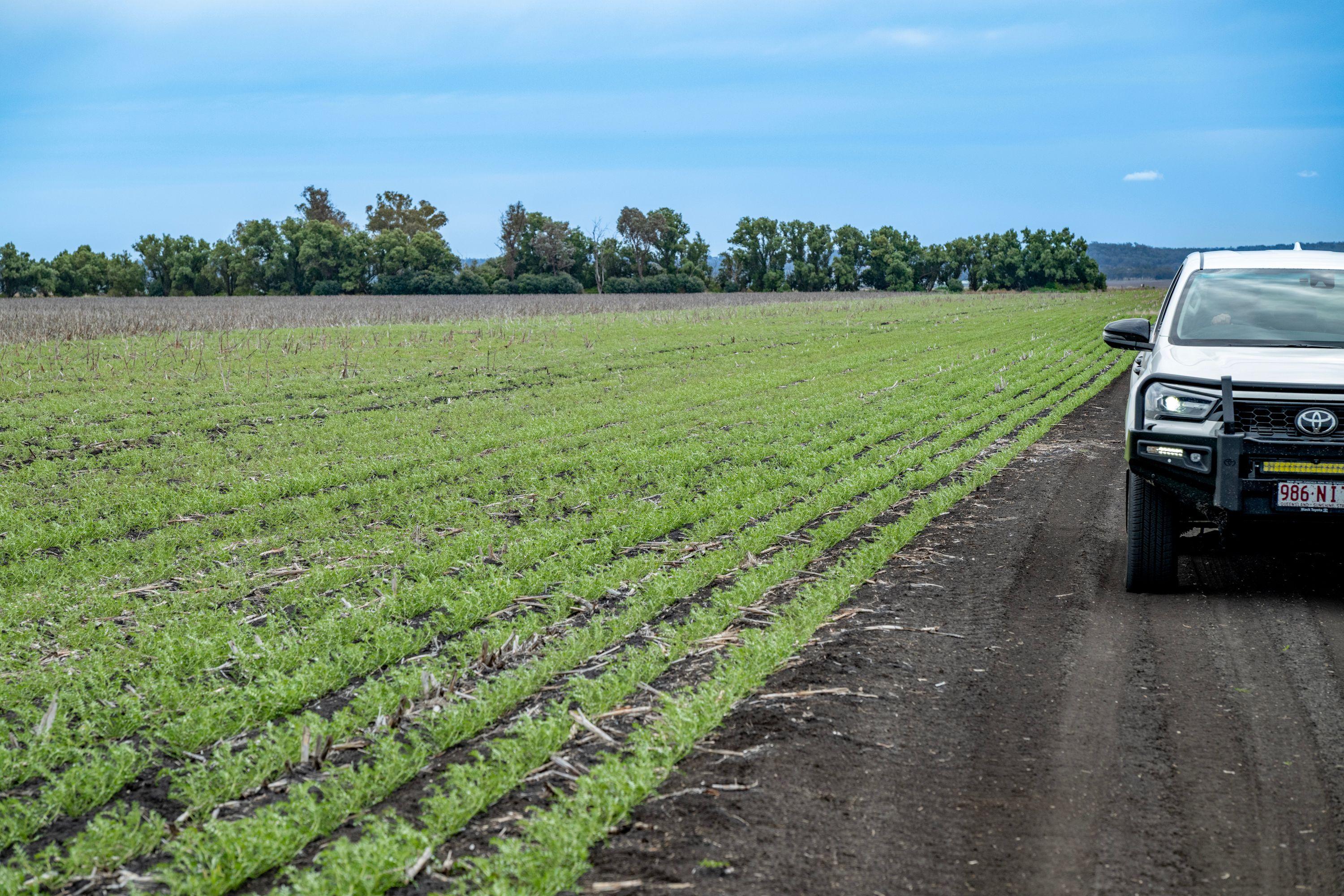 Cropping for Sale: Pittsworth, QLD 4356, QLD, 4356