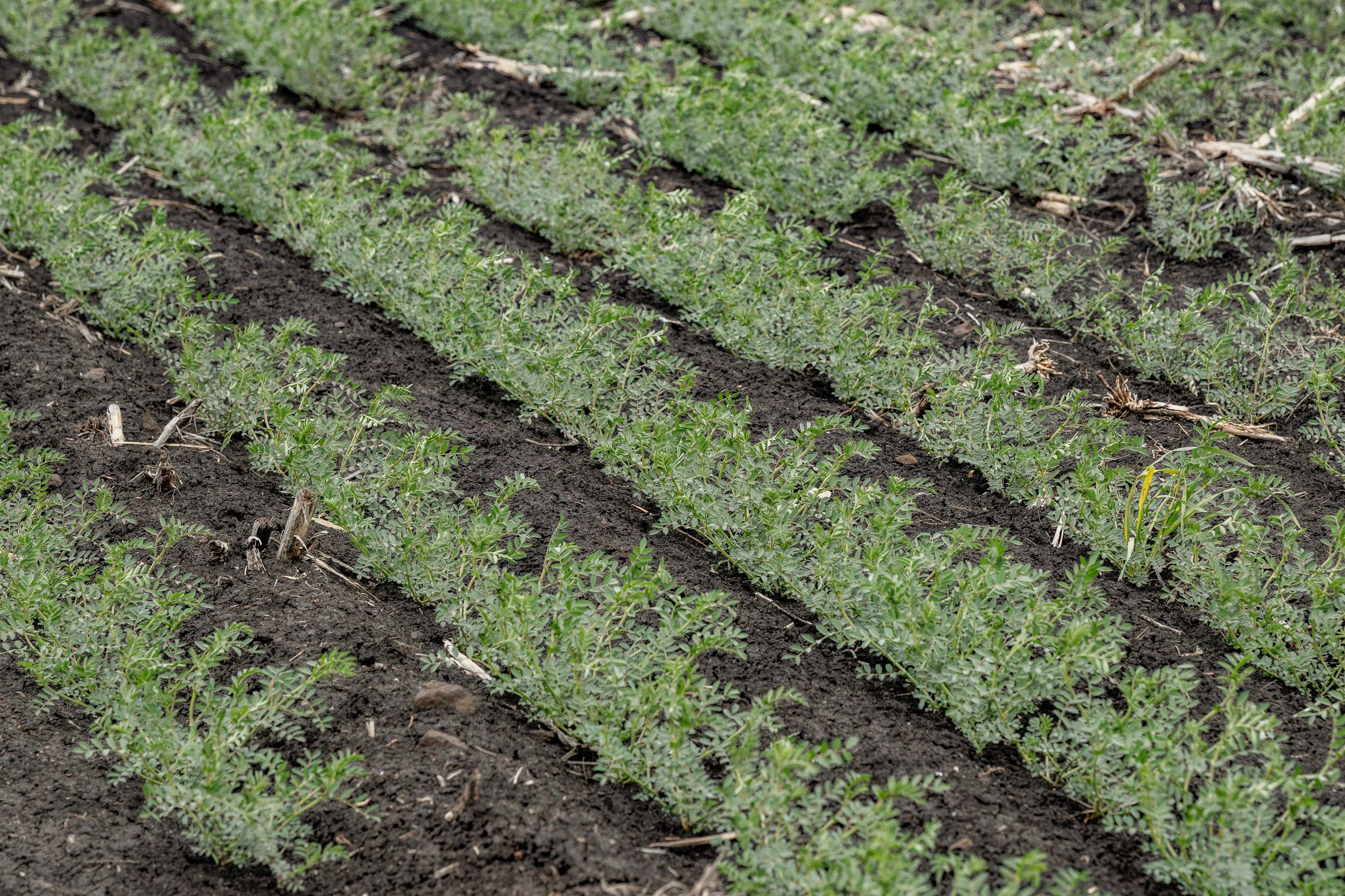 Cropping for Sale: Pittsworth, QLD 4356, QLD, 4356
