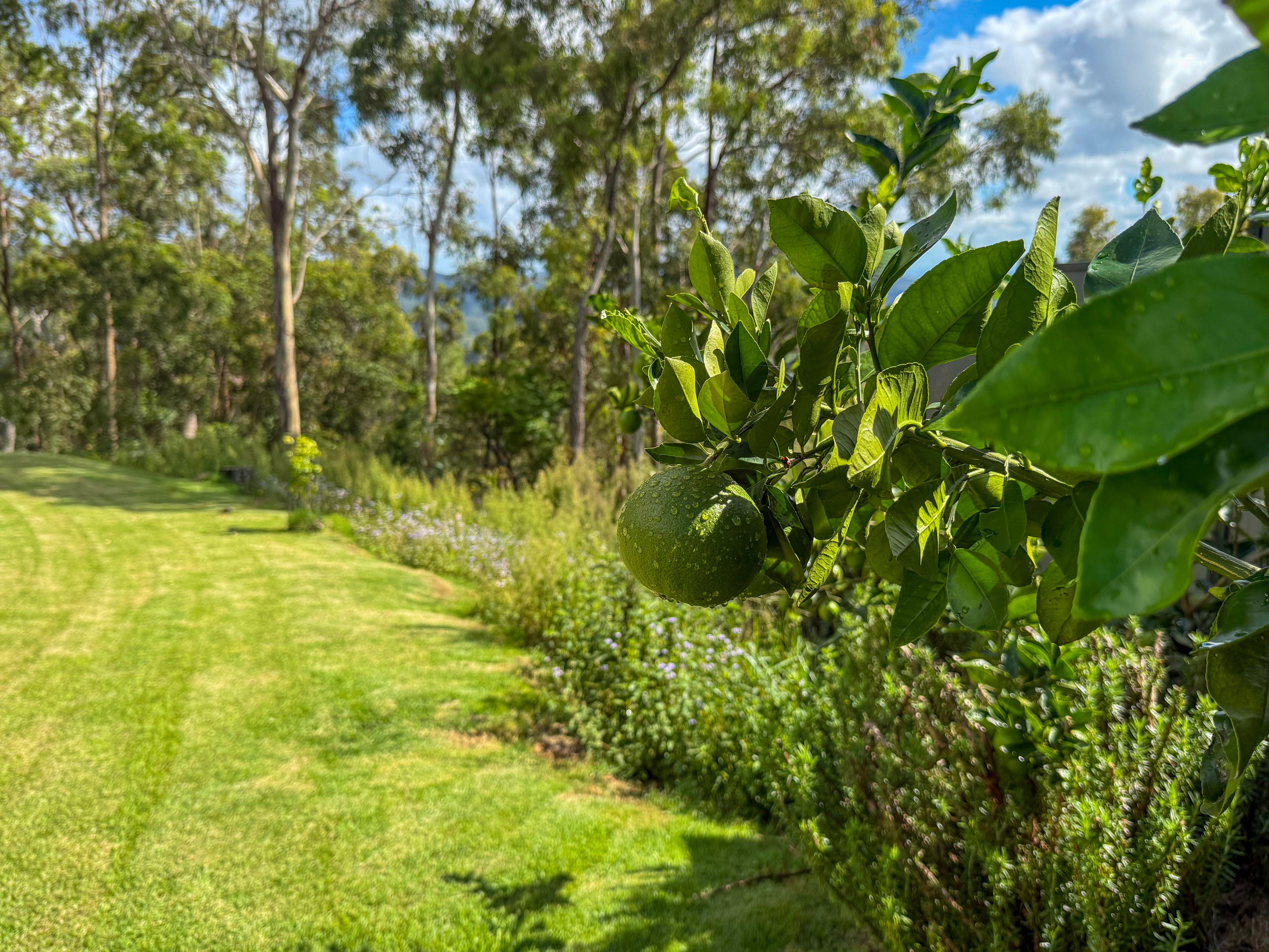 Lifestyle for Sale: Tamborine Mountain, QLD 4272, QLD, 4272