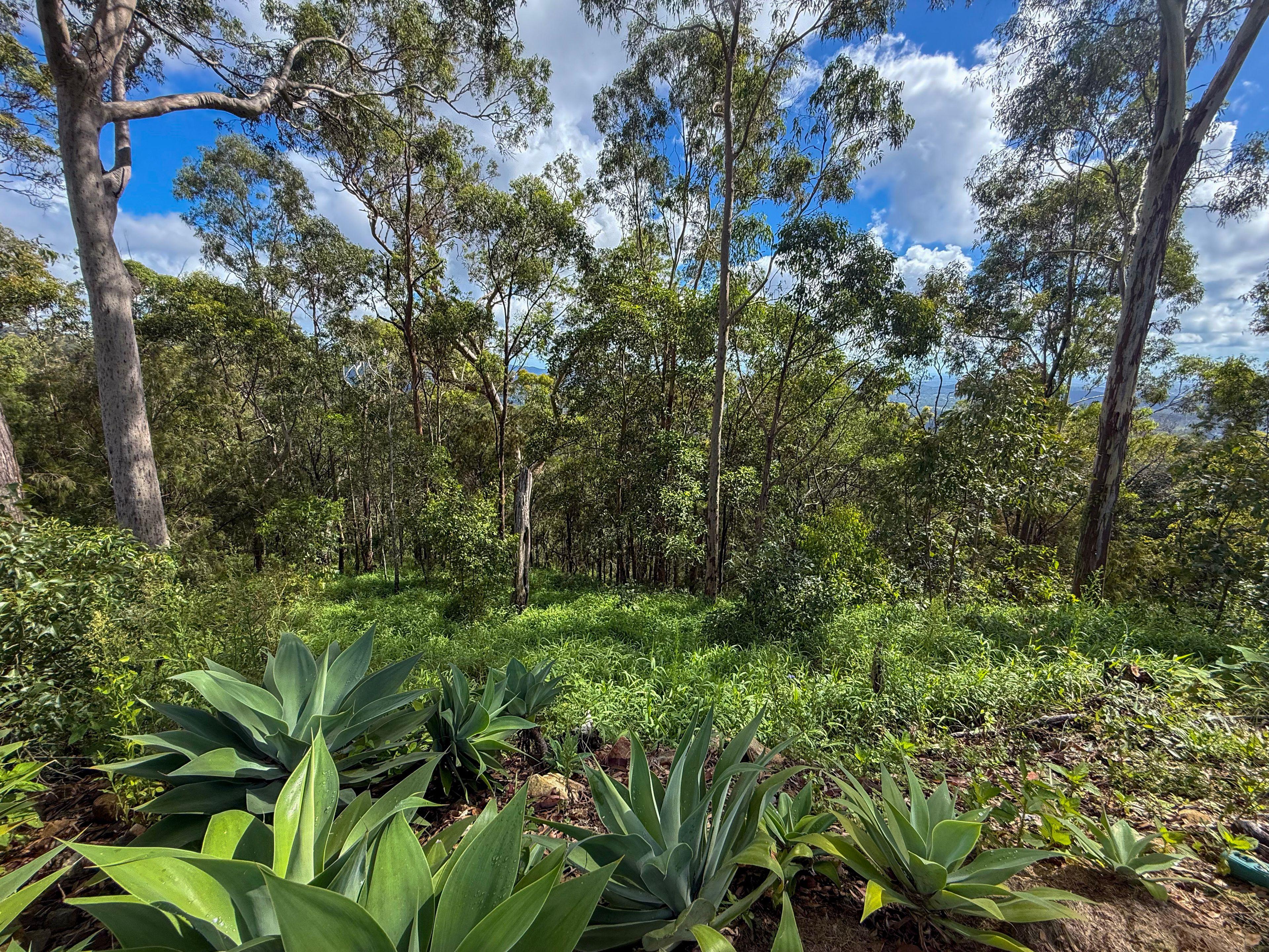 Lifestyle for Sale: Tamborine Mountain, QLD 4272, QLD, 4272