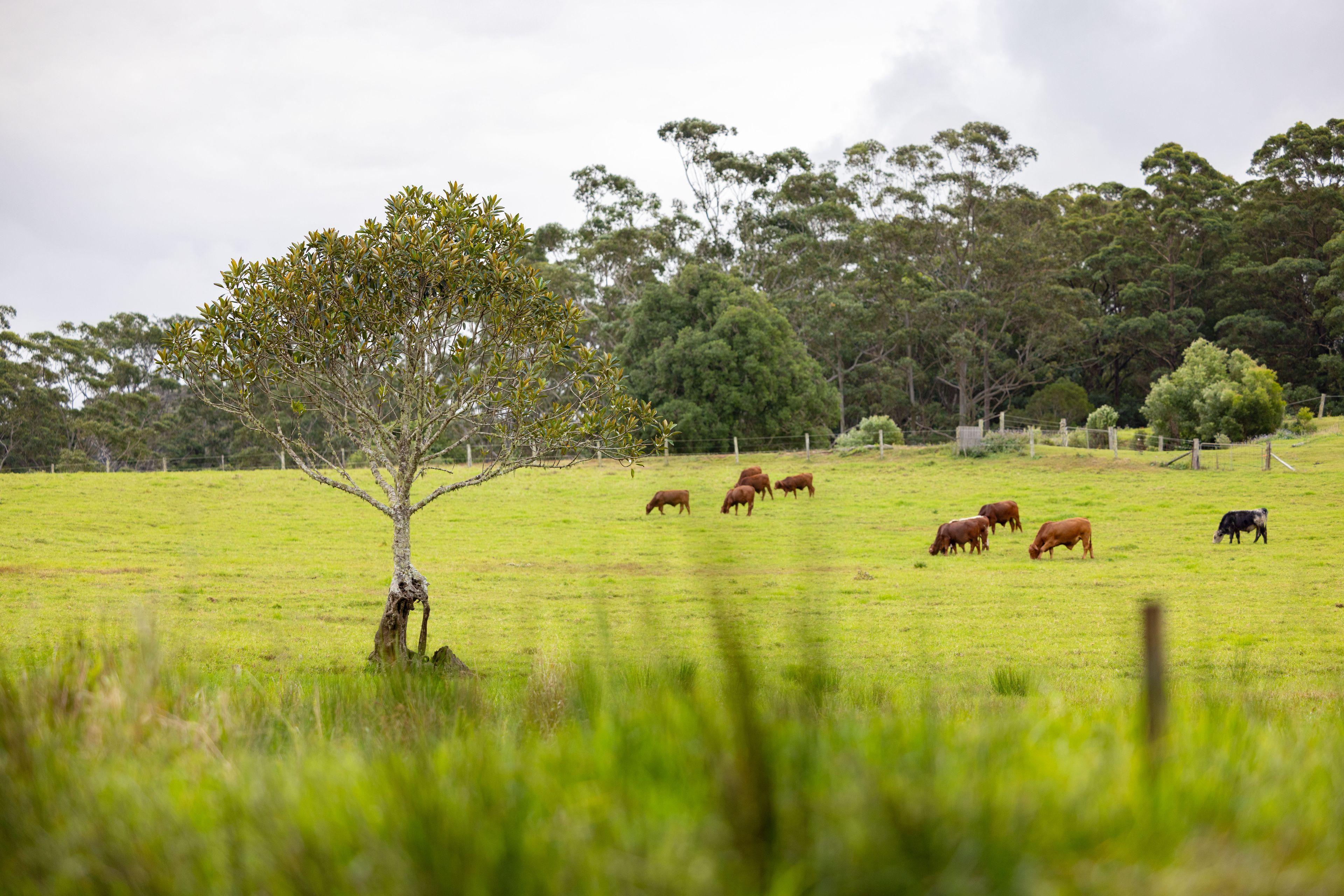 Prop-GPT: Land: QLD Curramore, QLD 4552 Home For Sale