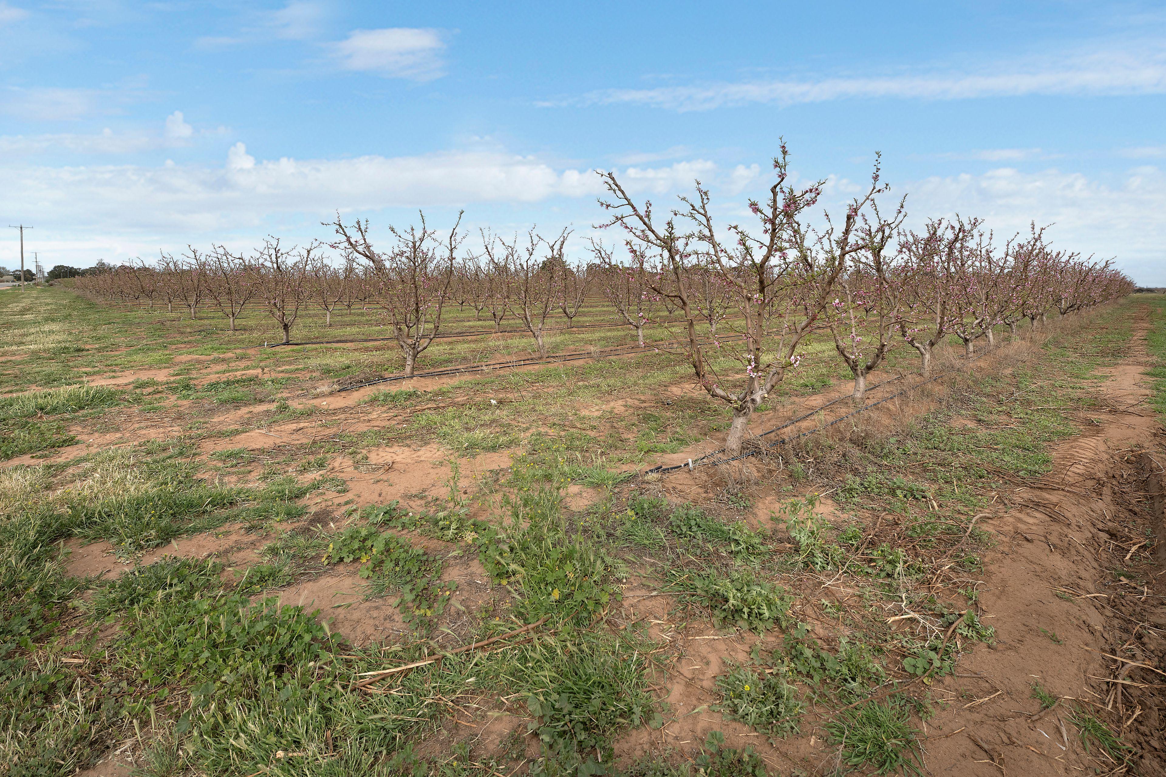 Horticulture for Sale: Woorinen, VIC 3589, VIC, 3589
