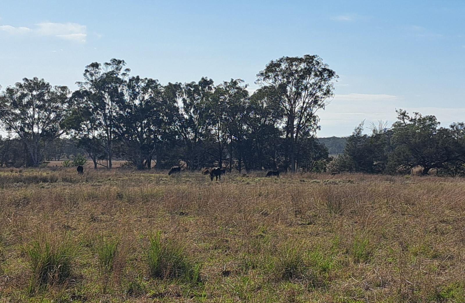 Lifestyle for Sale: Karara, QLD 4352, QLD, 4352