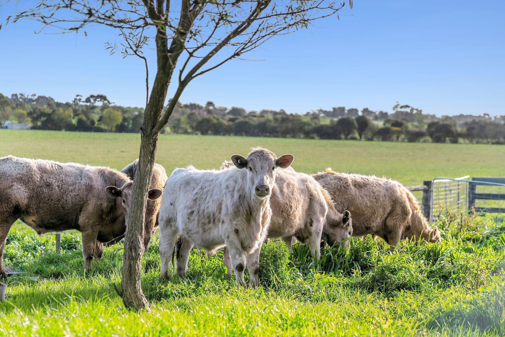 Lifestyle for Sale: Irrewarra, VIC 3249, VIC, 3249
