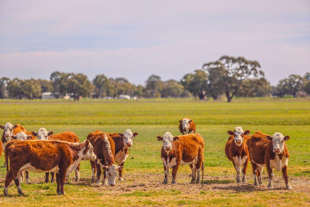 Mixed Farming for Sale: Deniliquin, NSW 2710, NSW, 2710