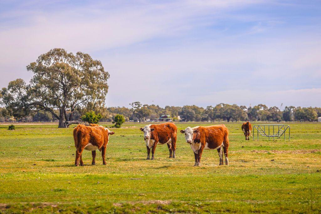 Mixed Farming for Sale: Deniliquin, NSW 2710, NSW, 2710