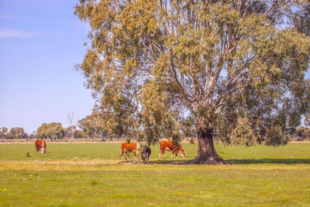 Mixed Farming for Sale: Deniliquin, NSW 2710, NSW, 2710