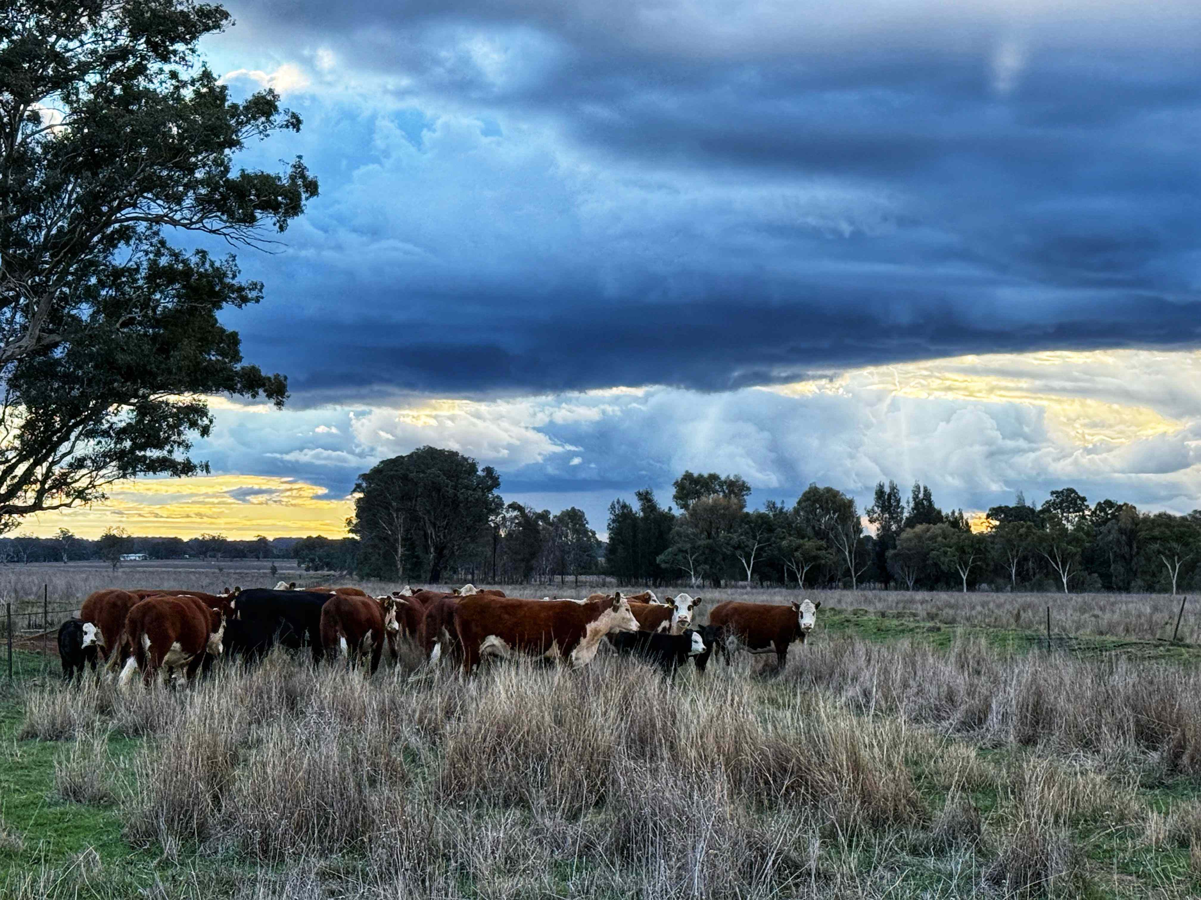 Rural: NSW Parkes, NSW 2870 Cropping | Prop-GPT the AI-Powered Property Portal