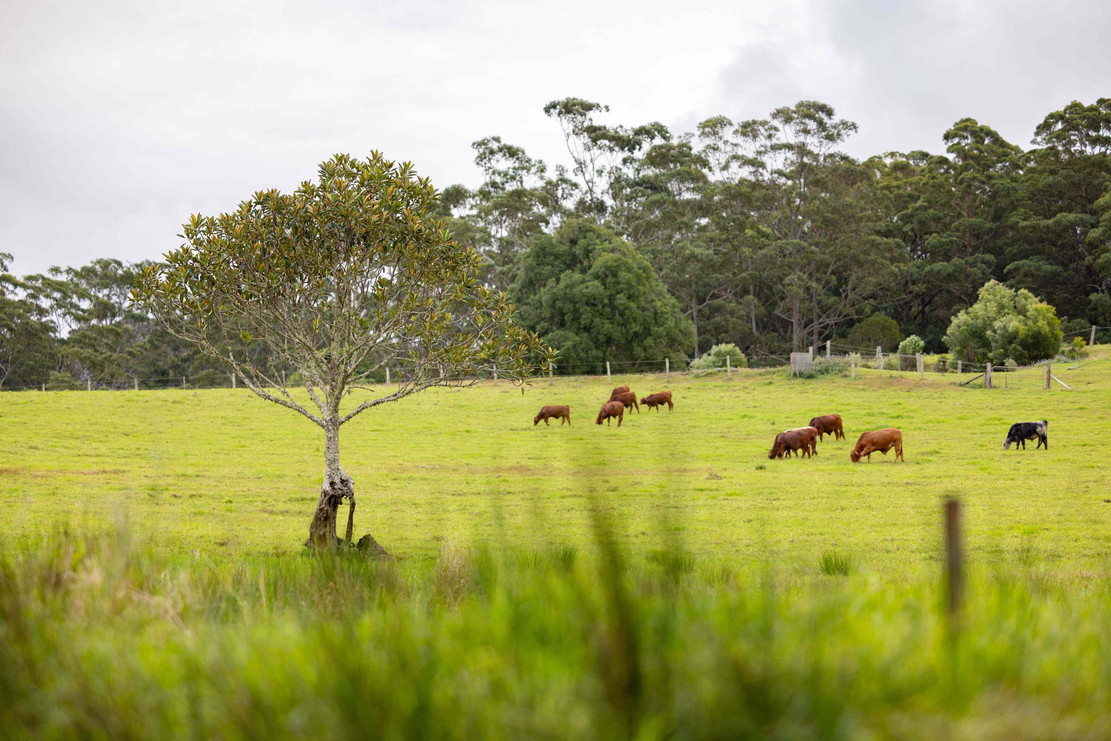 Home For Sale: QLD Curramore, QLD 4552 Land | Prop-GPT the AI-Powered Property Portal