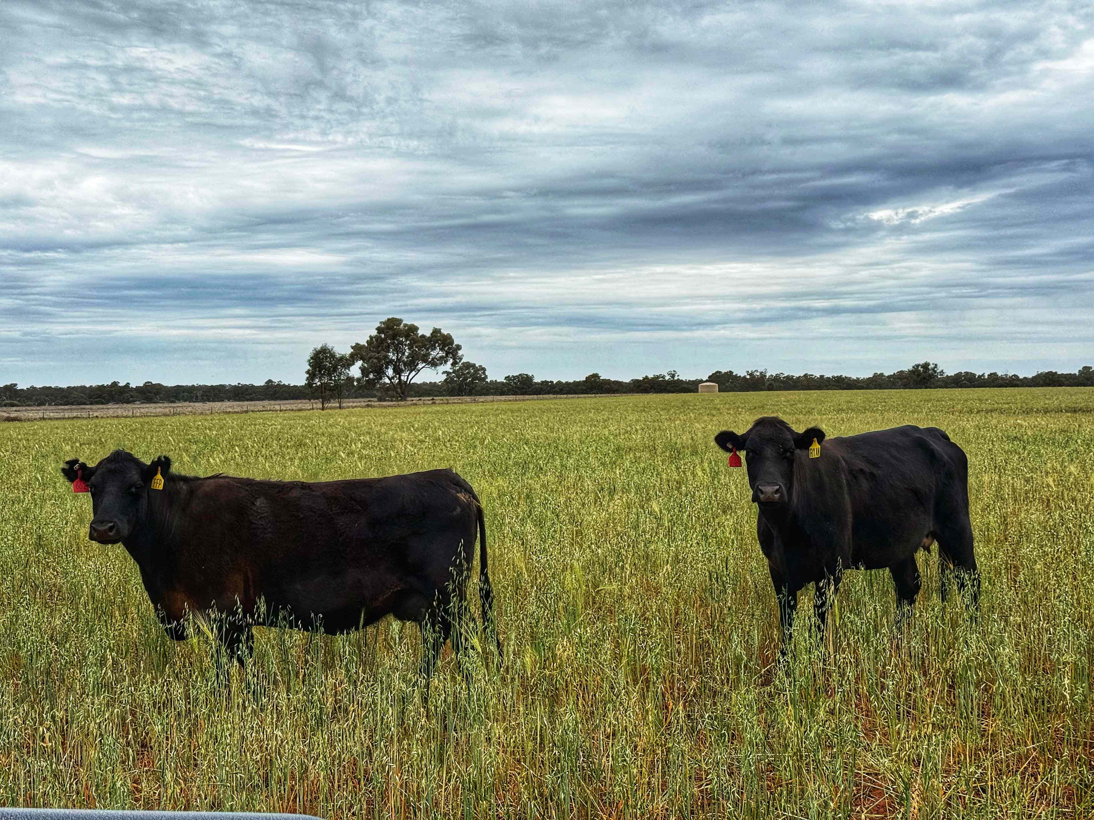 GRAZING/CROPPING PROPERTY PORTFOLIO - HUGE OPPORTUNITY: NSW Condobolin, NSW 2877 Mixed Farming | Prop-GPT the AI-Powered Property Portal
