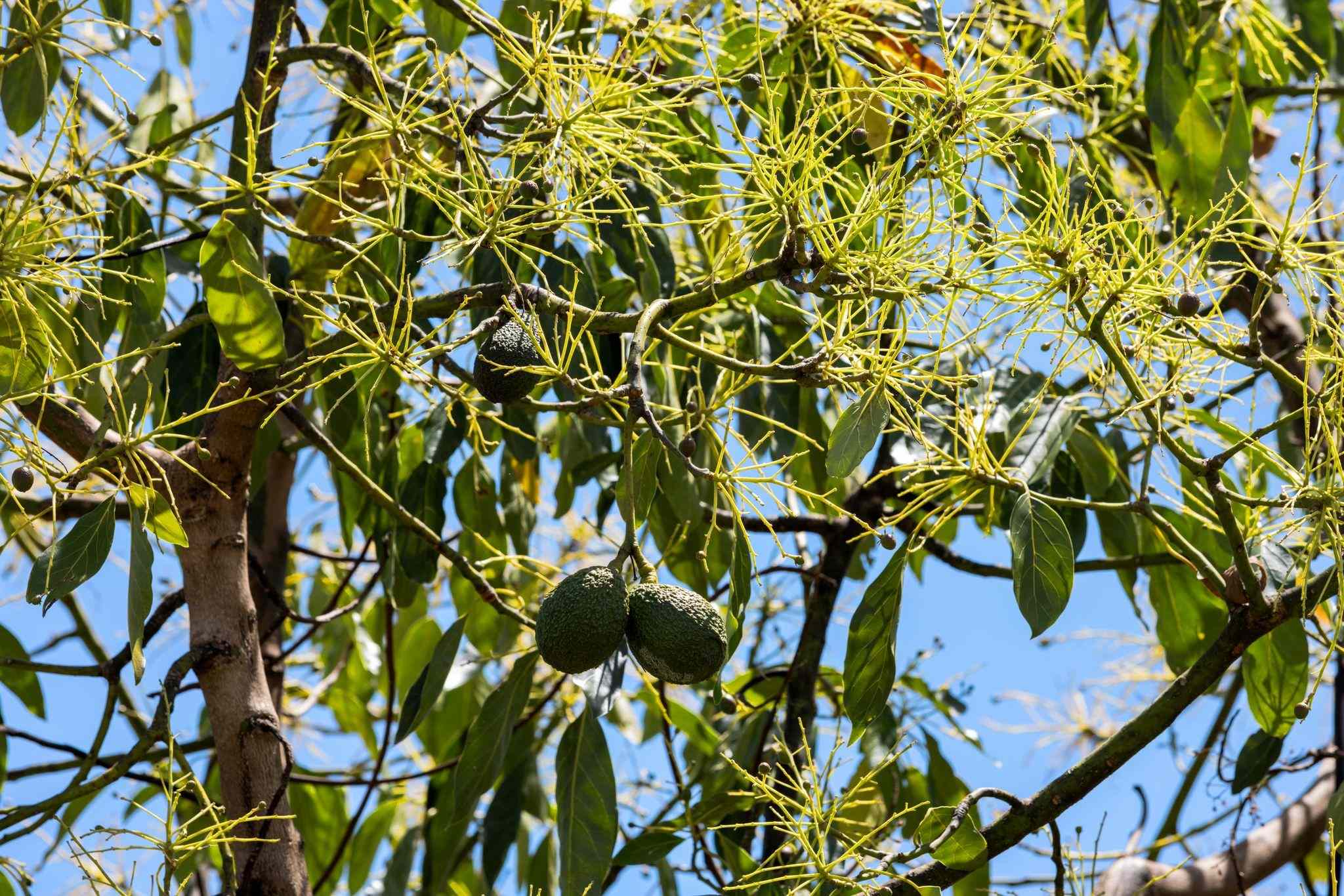 Premium Horticultural Enterprise: NSW Hogarth Range, NSW 2469 Horticulture | Prop-GPT the AI-Powered Property Portal