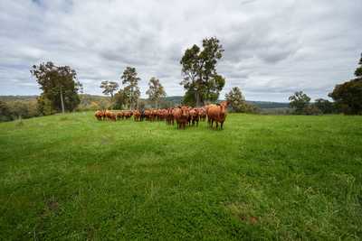 Lot 4 Kammann Road (Upper Warren), MANJIMUP, WA 6258 - Grazing for Sale - harcourts.net: WA Manjimup, WA 6258 Property | Prop-GPT the AI-Powered Property Portal