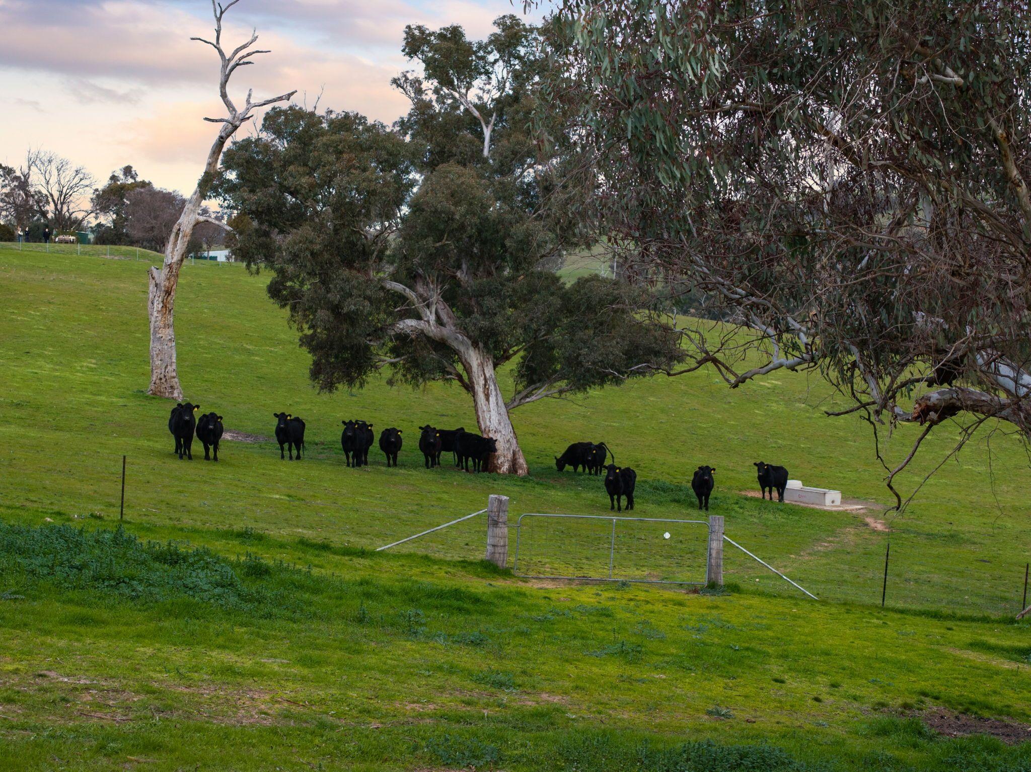 Rare 192* Acre Pocket of Paradise on Jugiong Creek