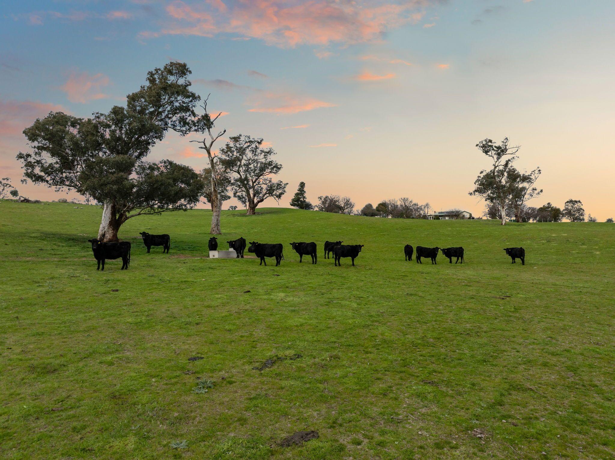 Rare 192* Acre Pocket of Paradise on Jugiong Creek