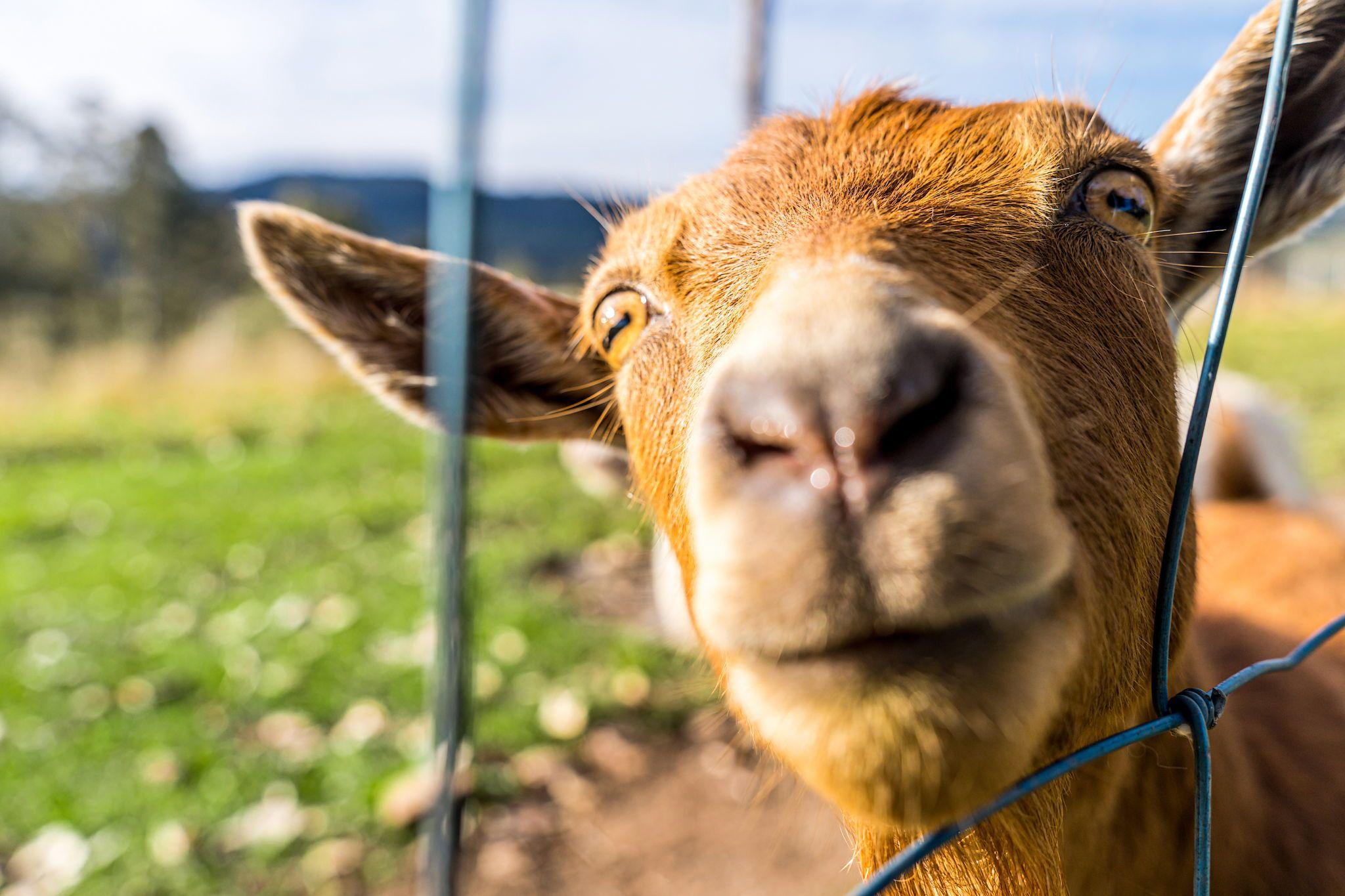Organic & Biodynamic Lifestyle Farm