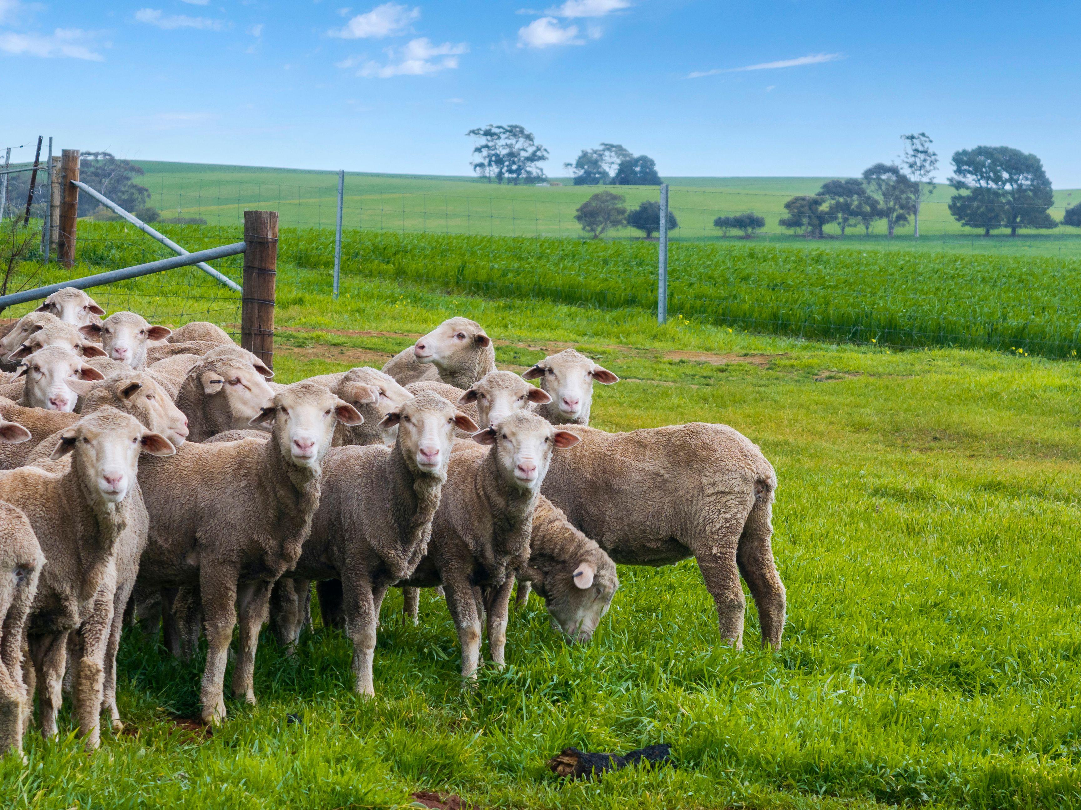 Prop-GPT: Mixed Farming: SA Farrell Flat, SA 5416 Rural