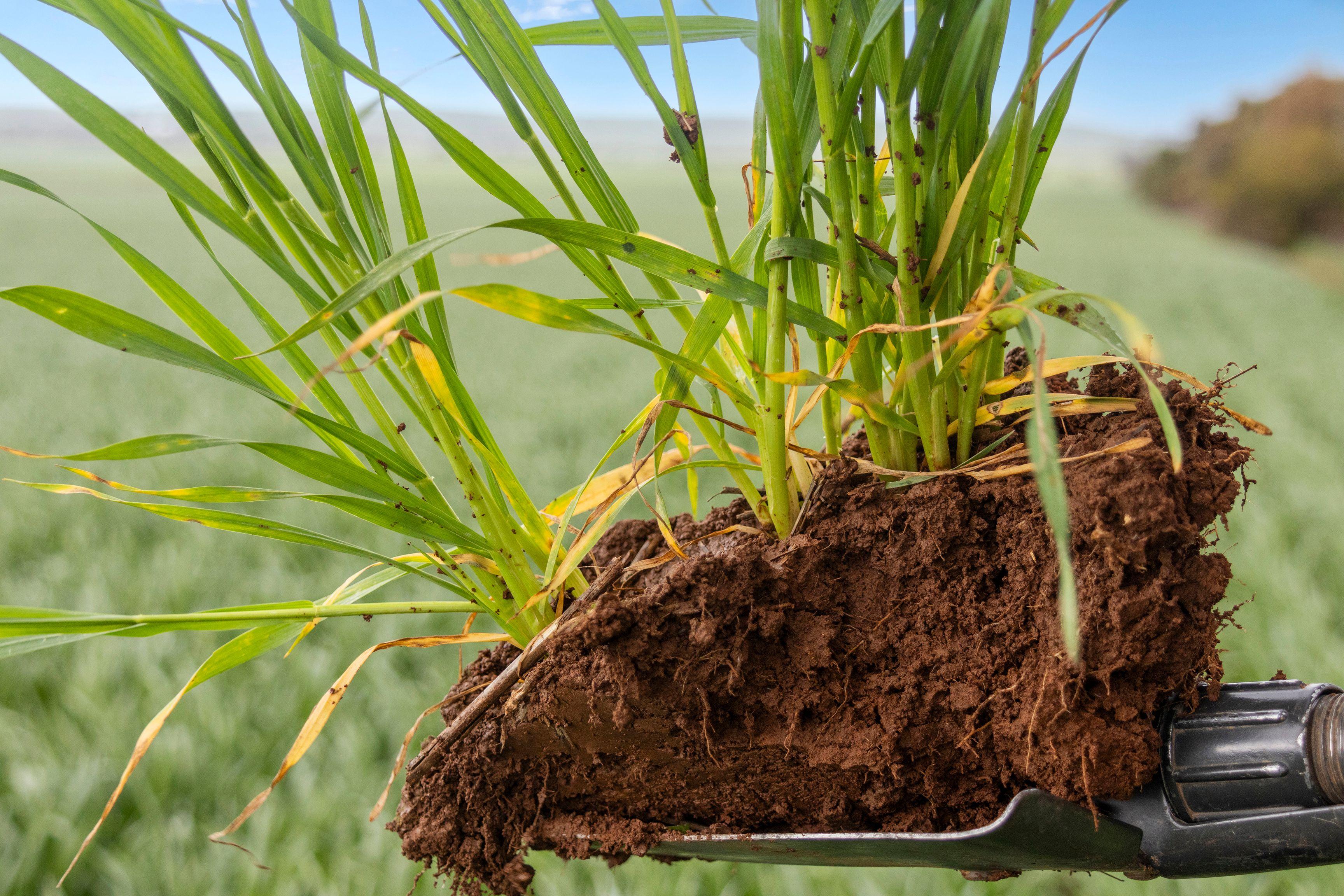 Prime Mixed Farming Opportunity in the Mid North