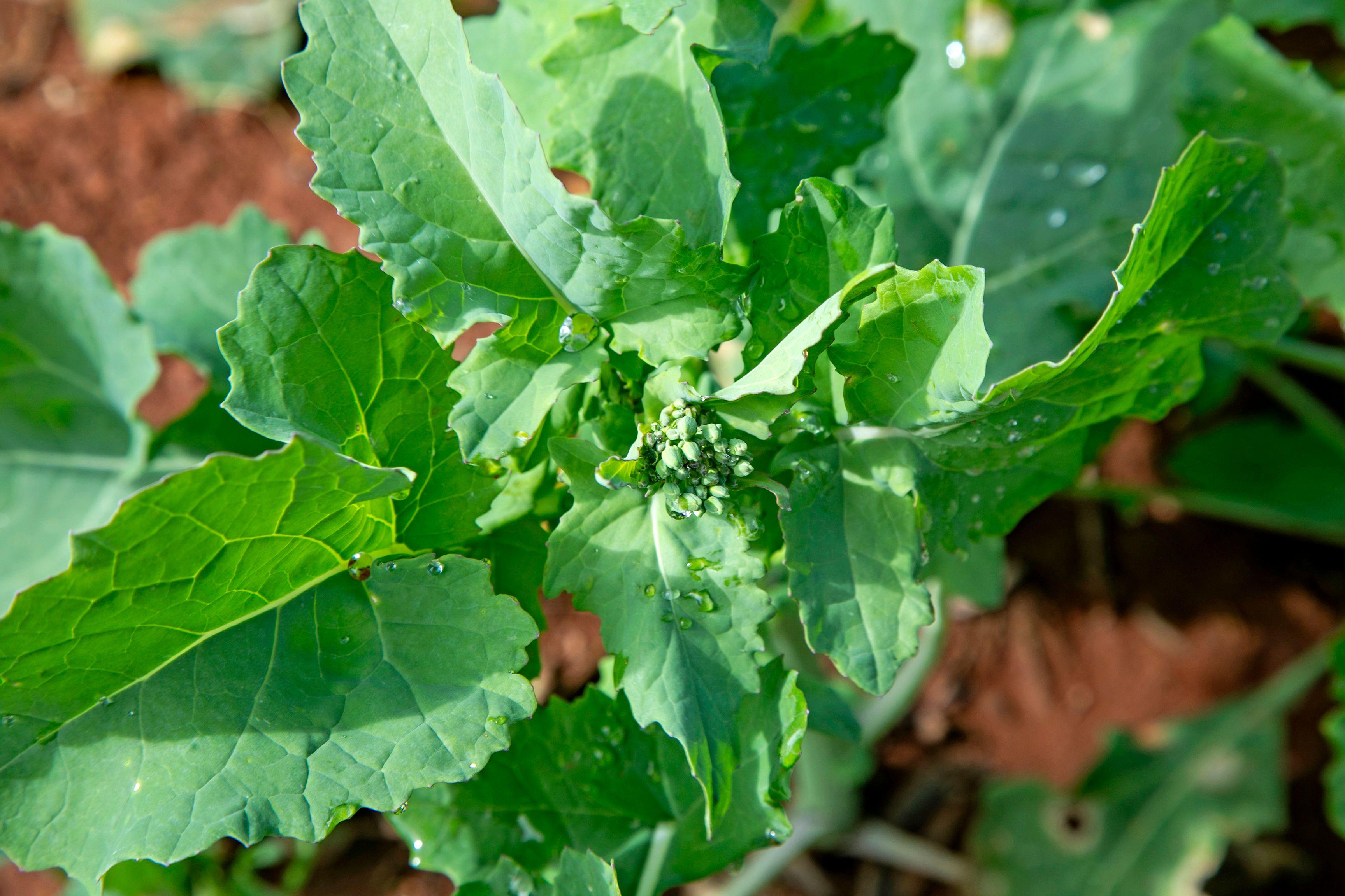 Reliable Arable Country - Just Minutes from Town Cropping | SA Jamestown, SA 5491 | Prop-GPT the AI-Powered Property Portal