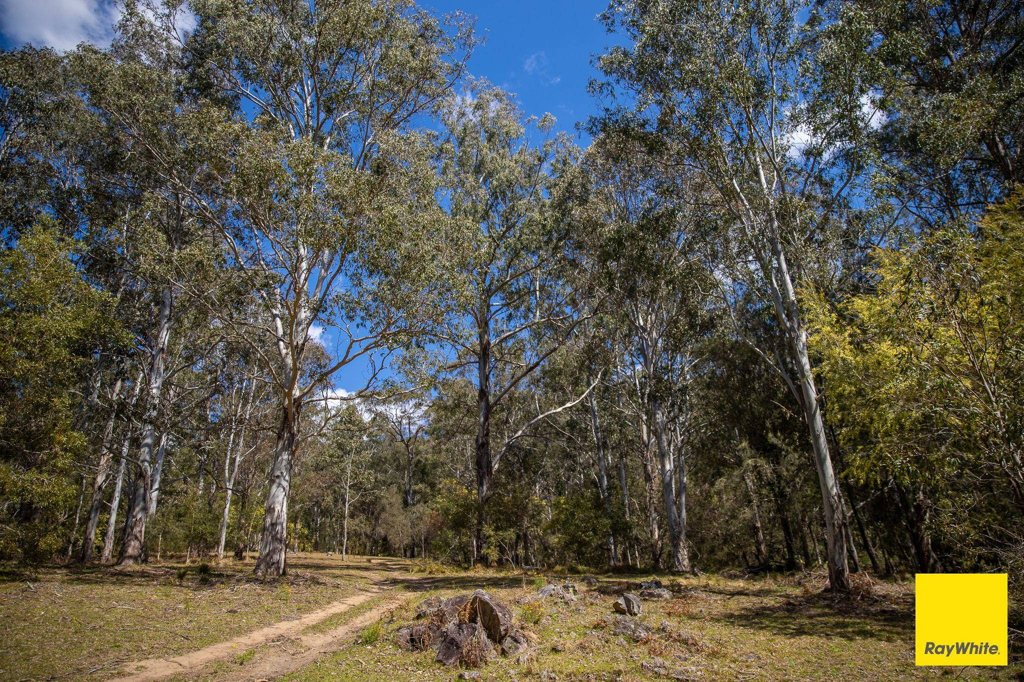 'Ravenwoods'