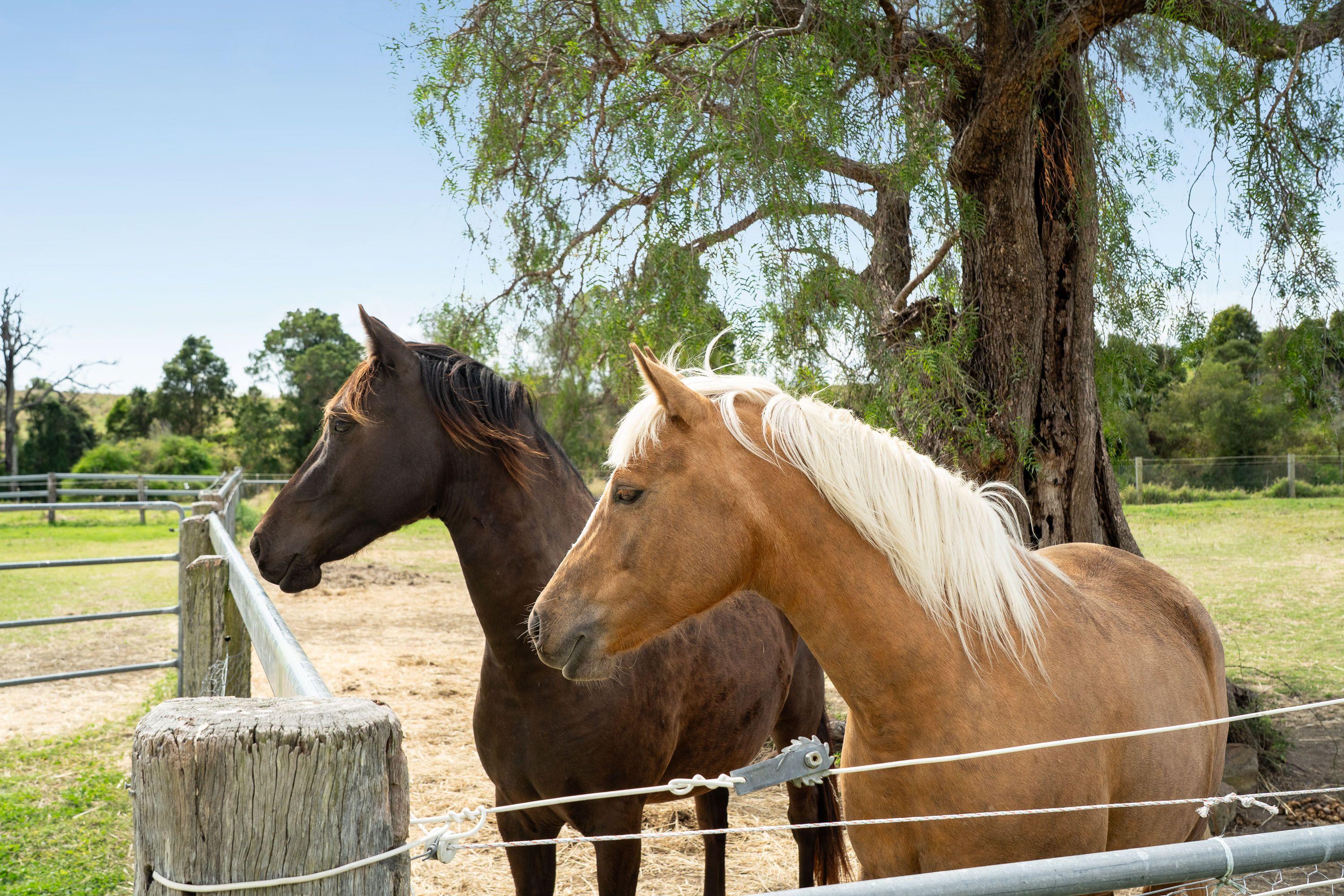 Executive Rural Living With Pool & Horse Facilities - 67 Acres in the Heart of the Scenic Rim