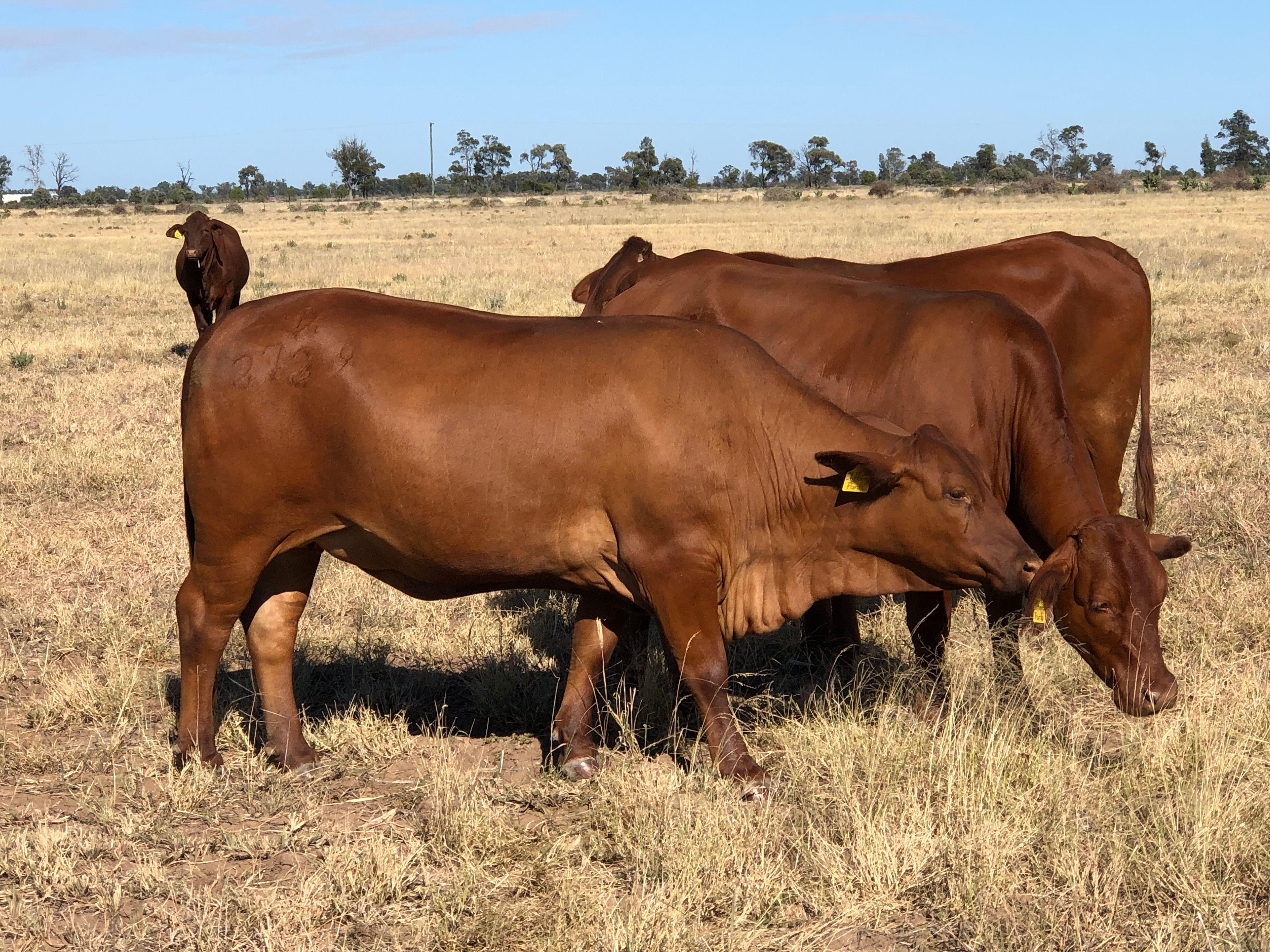 Goondiwindi - Opportunity Awaits