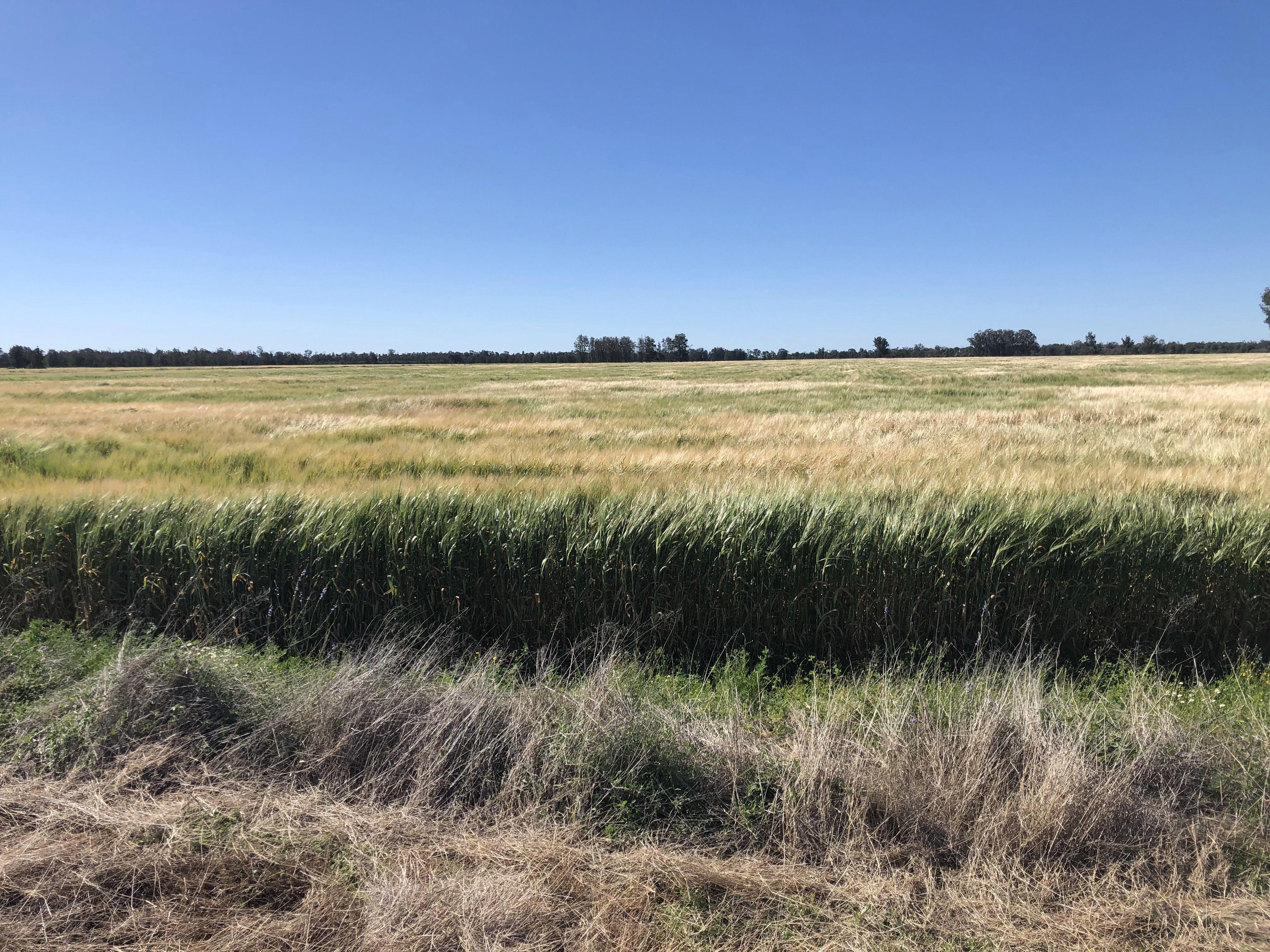 Prop-GPT: Mixed Farming: QLD Goondiwindi, QLD 4390 Rural