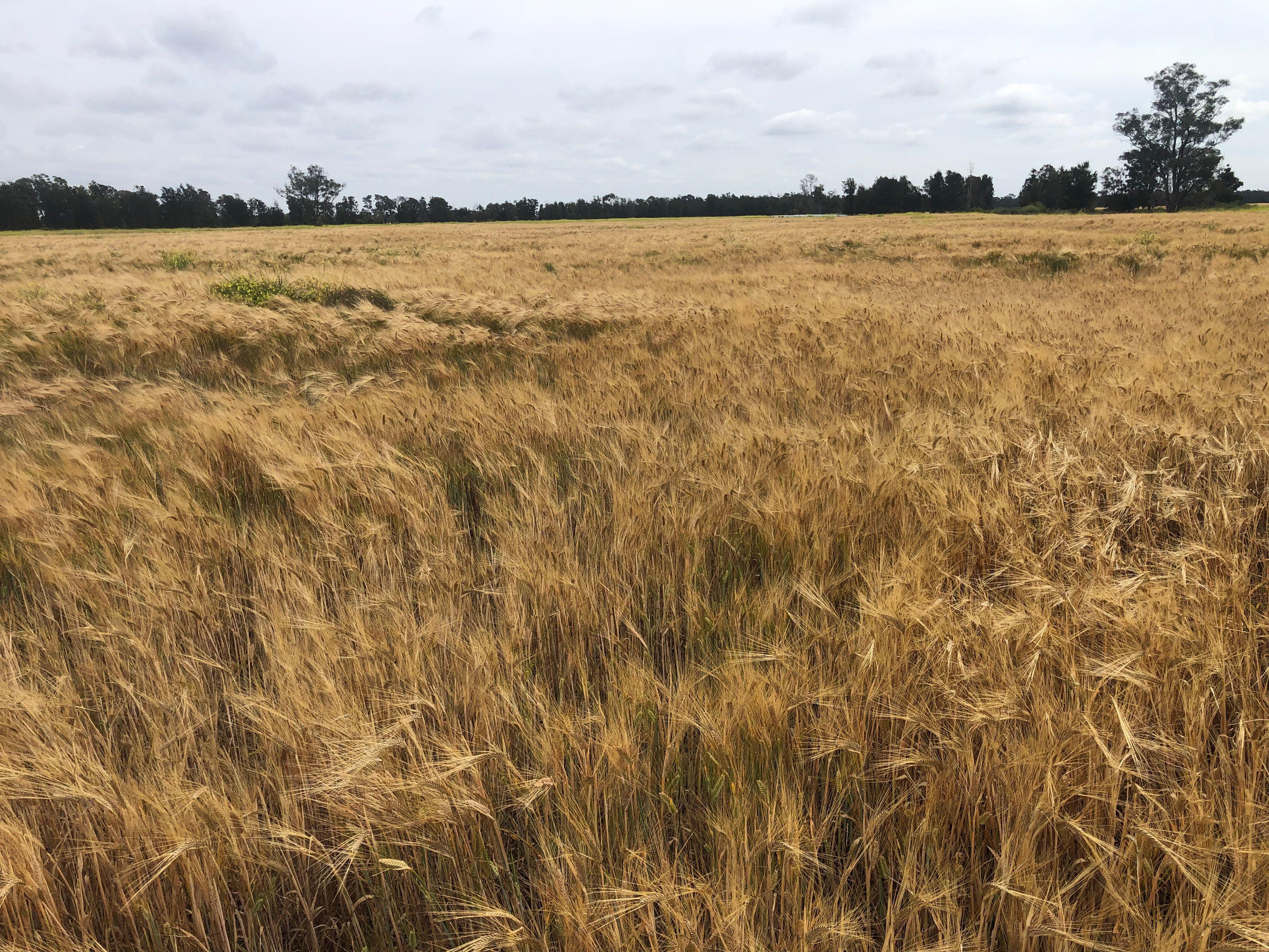 Goondiwindi - Opportunity Awaits