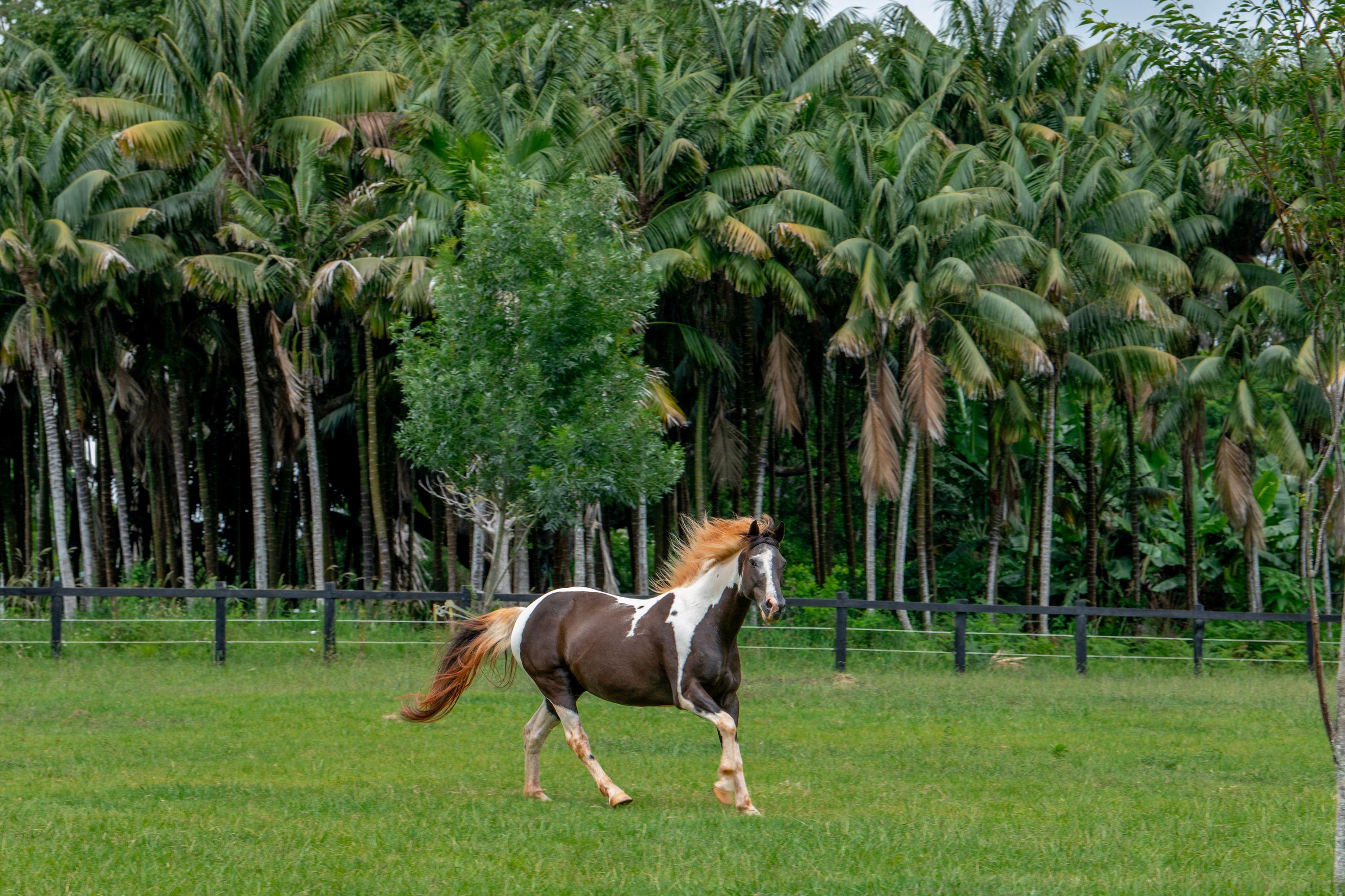 Westwood Farm - Transcend the ordinary and live well!