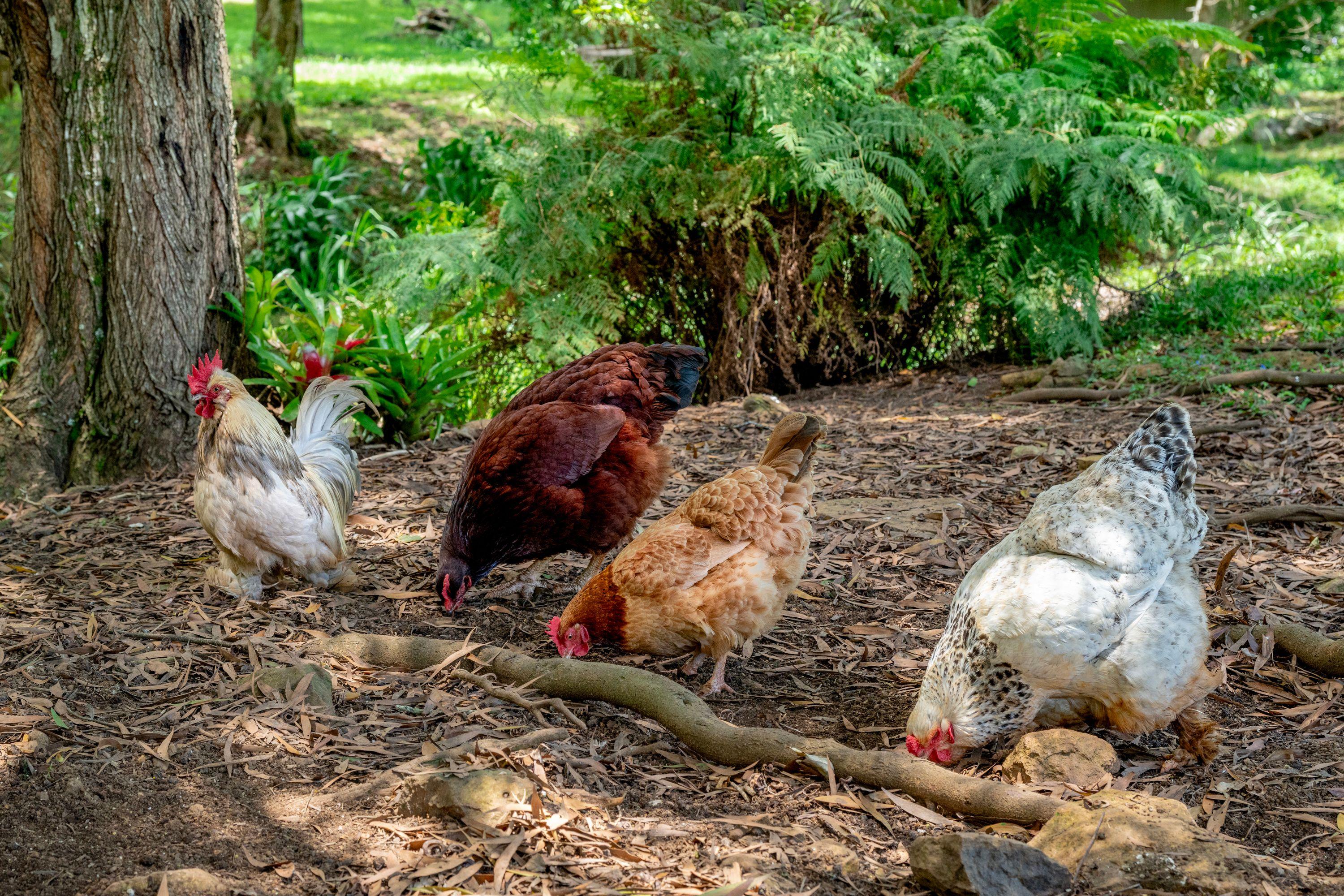 Westwood Farm - Transcend the ordinary and live well!