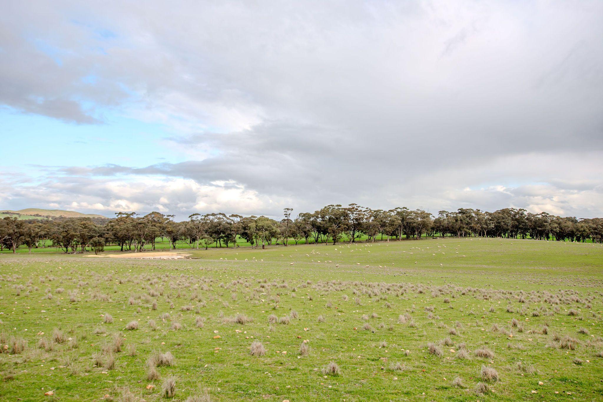 Grazing Opportunity Cropping Close to Stawell