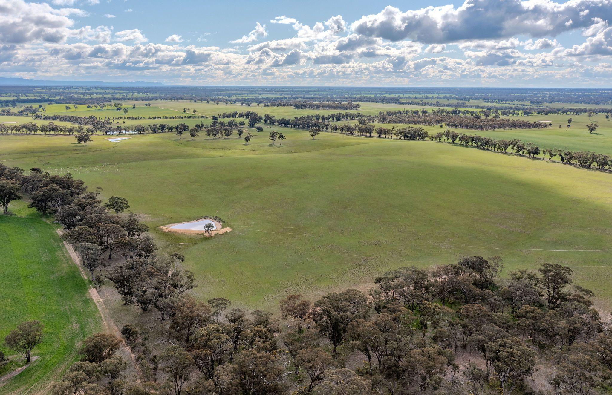 Grazing Opportunity Cropping Close to Stawell