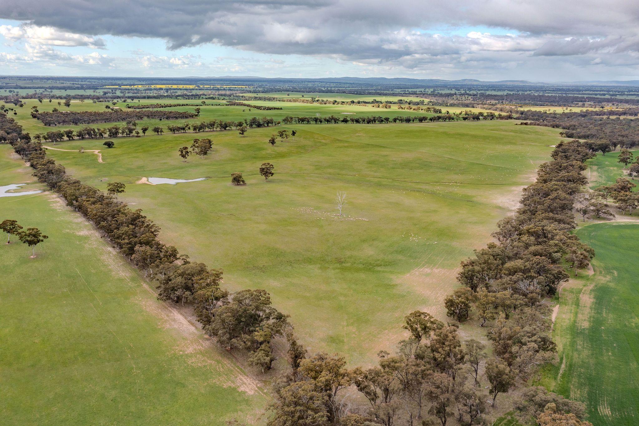 Grazing Opportunity Cropping Close to Stawell