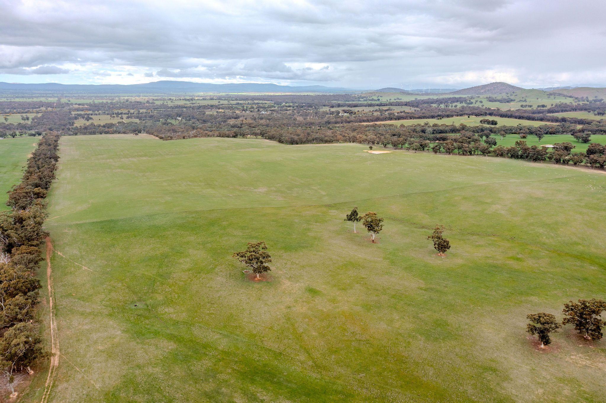 Grazing Opportunity Cropping Close to Stawell