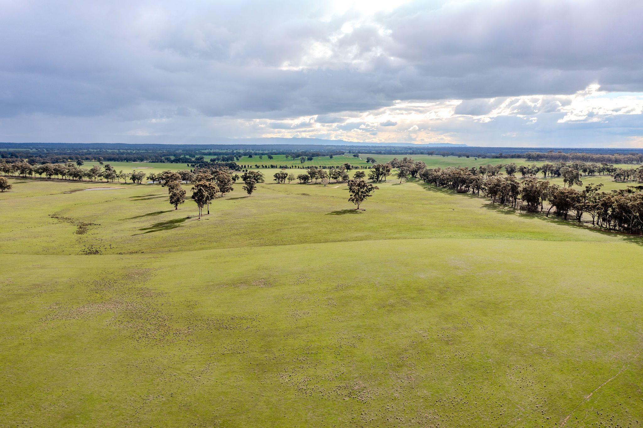 Grazing Opportunity Cropping Close to Stawell
