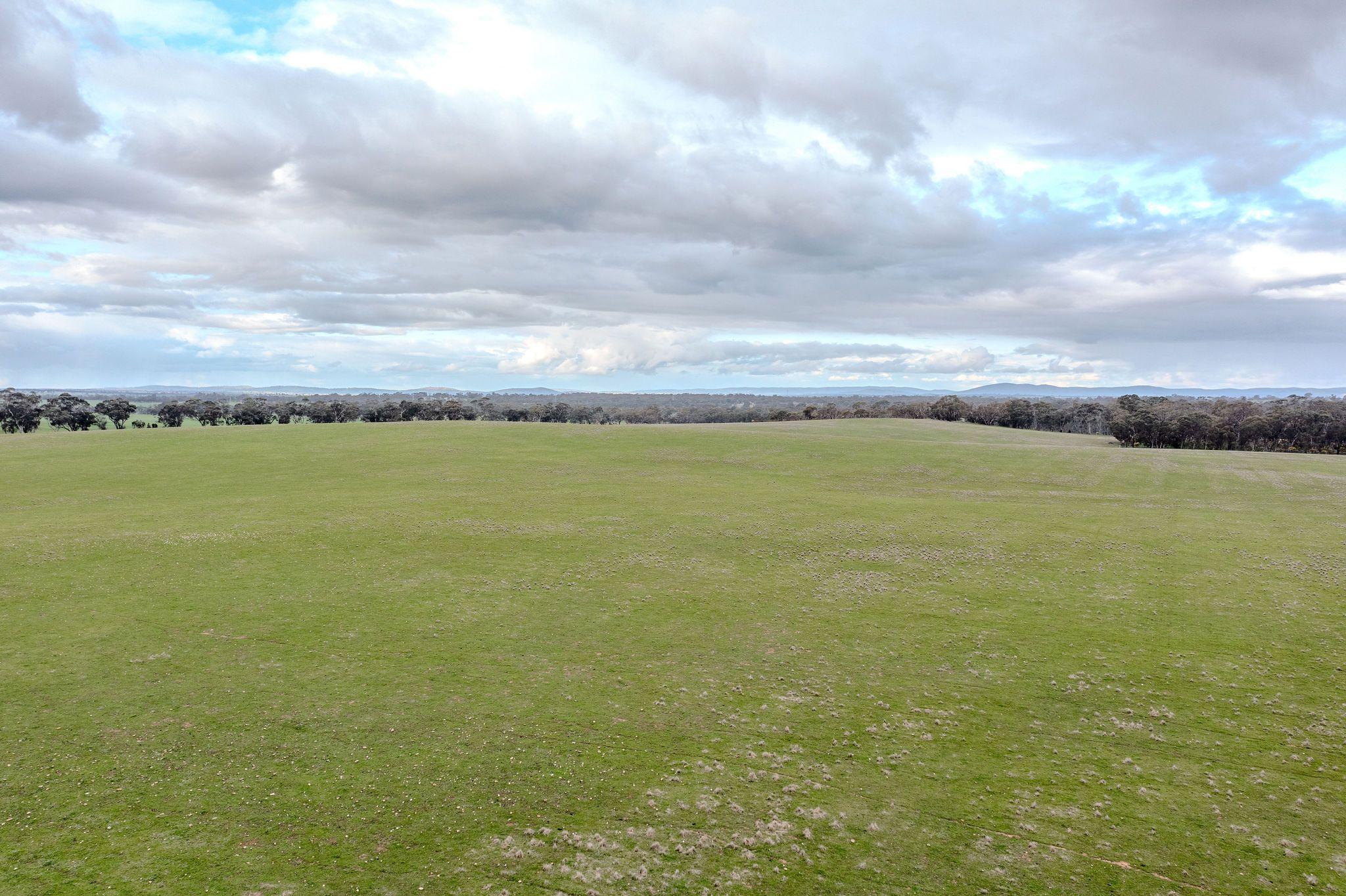 Grazing Opportunity Cropping Close to Stawell