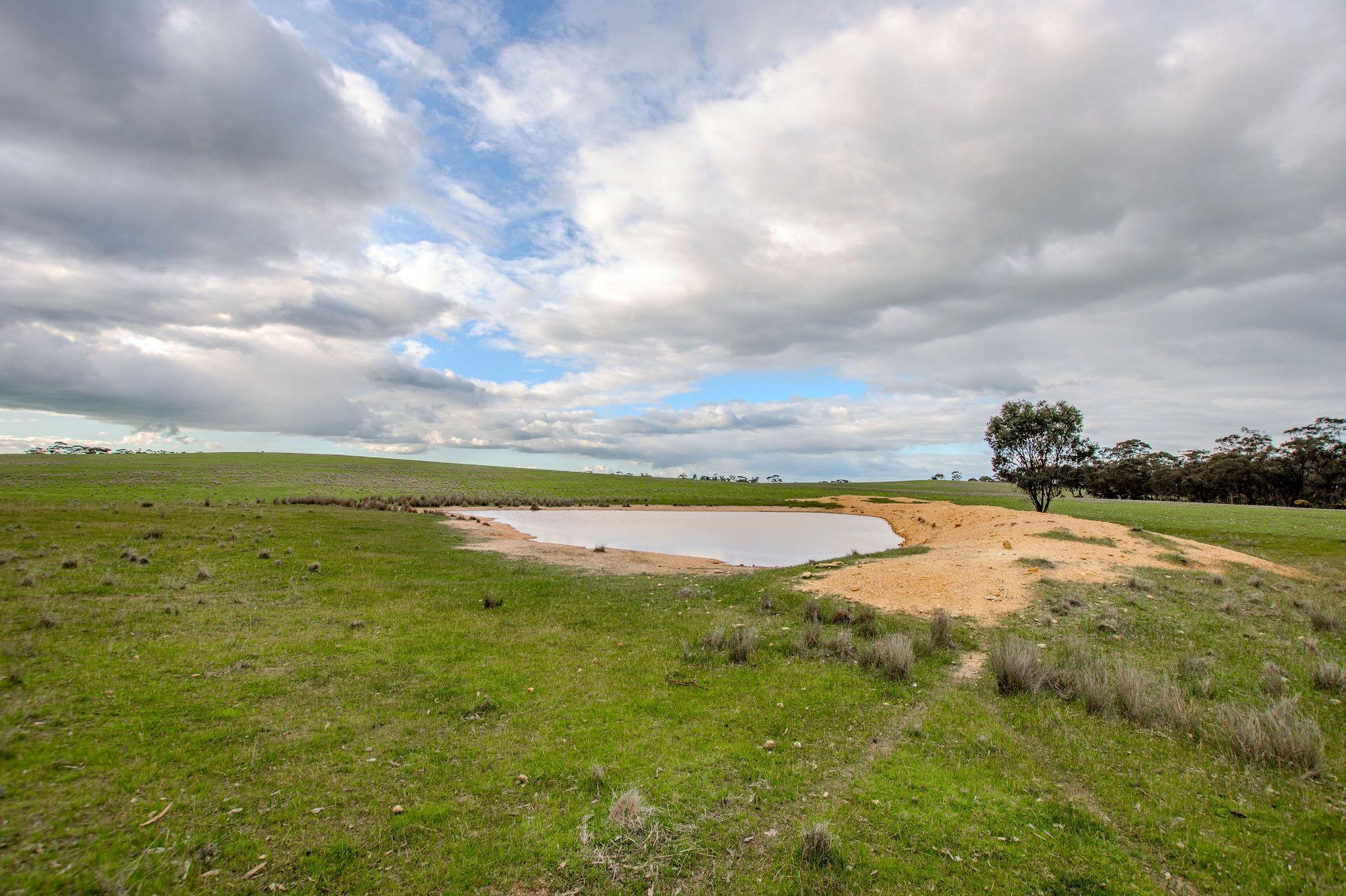 Grazing Opportunity Cropping Close to Stawell