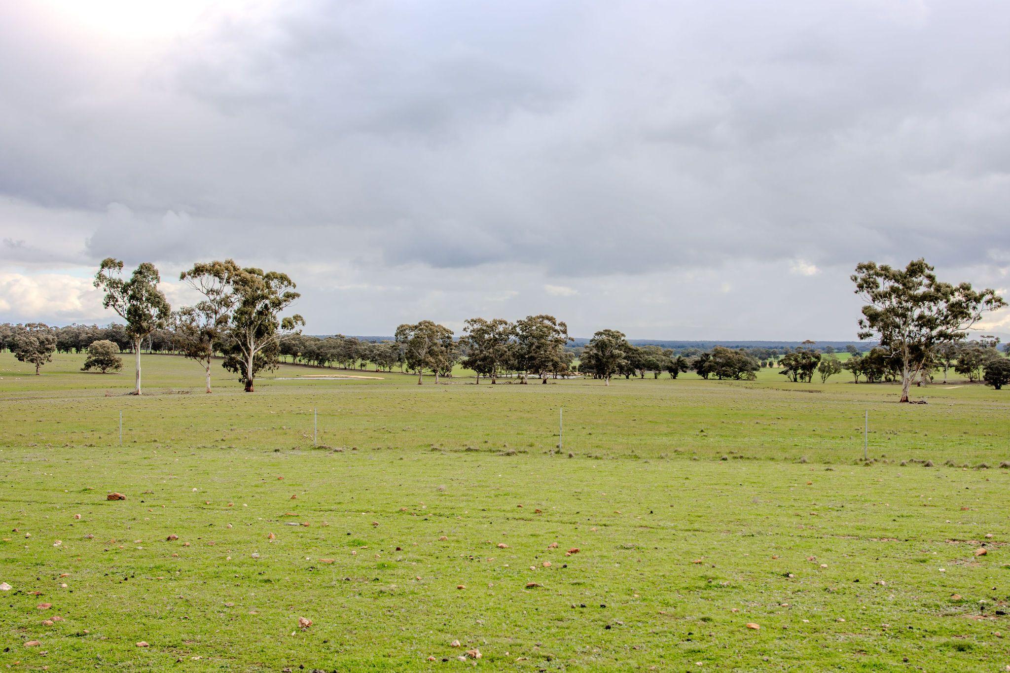 Grazing Opportunity Cropping Close to Stawell