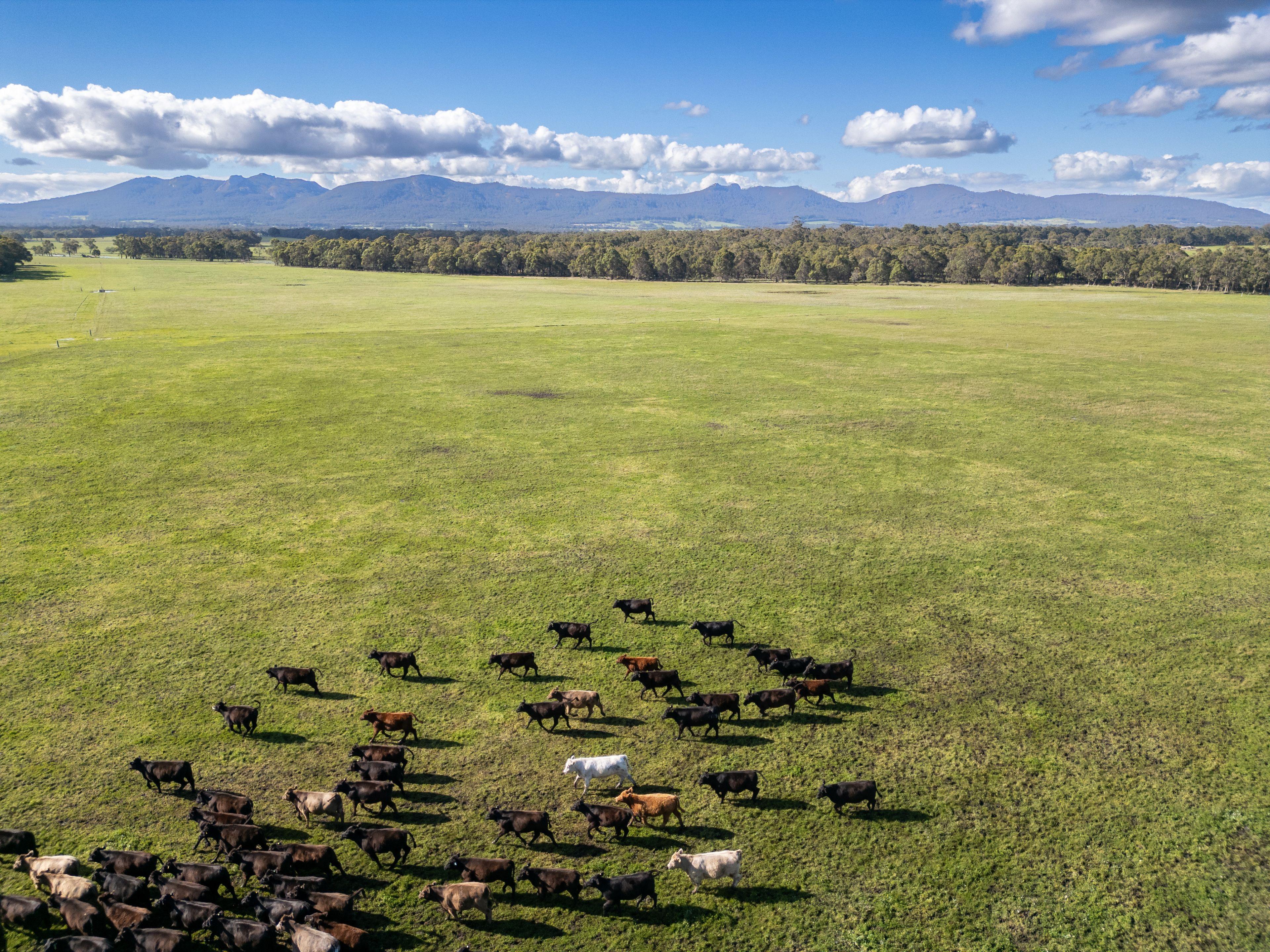 Rare Opportunity - Spacious Modern Home and Farm with Beautiful Porongurup Views