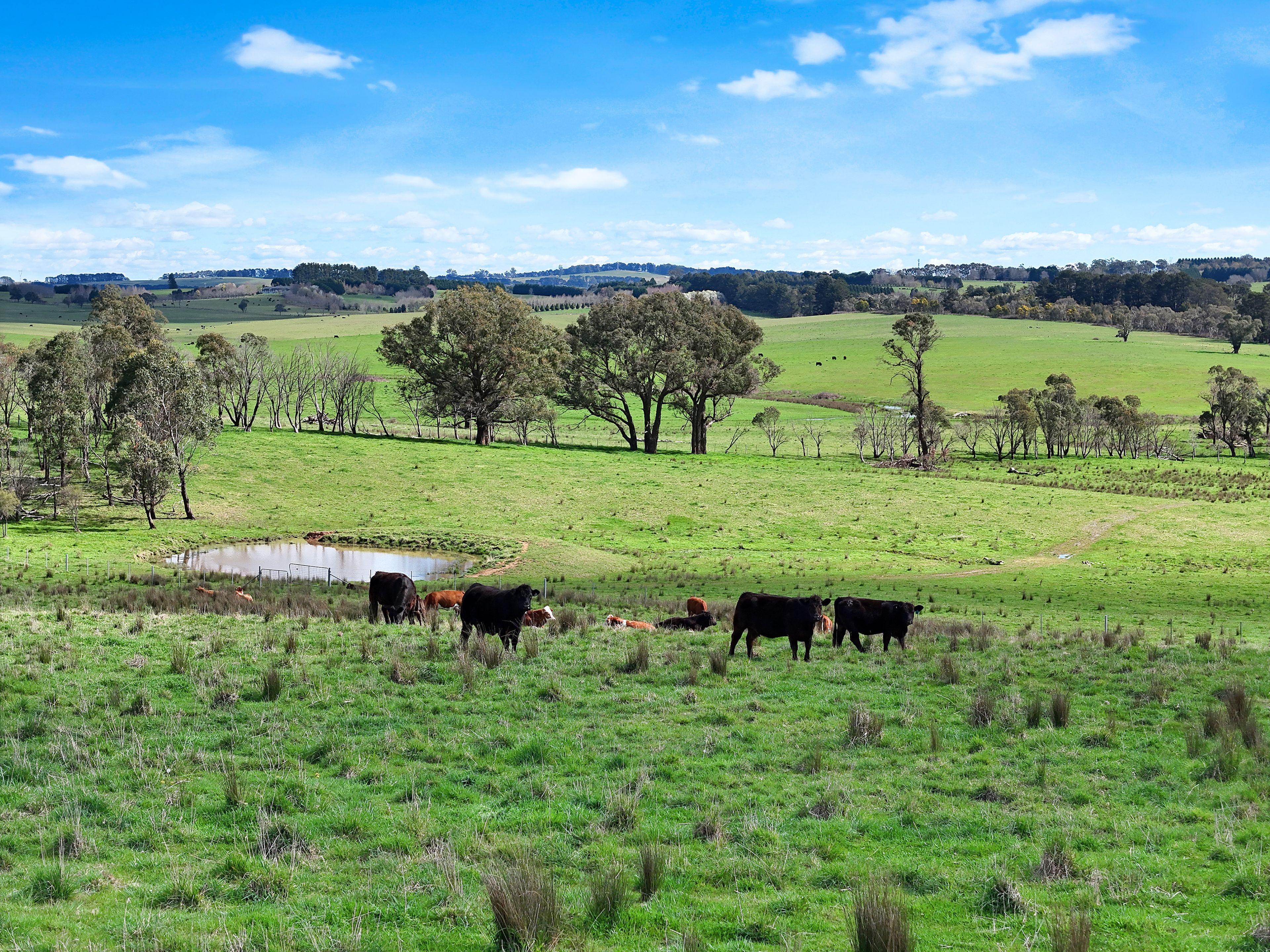 Farm Gate - 12323 Hume Highway, Sutton Forest - ~100 acre land parcel